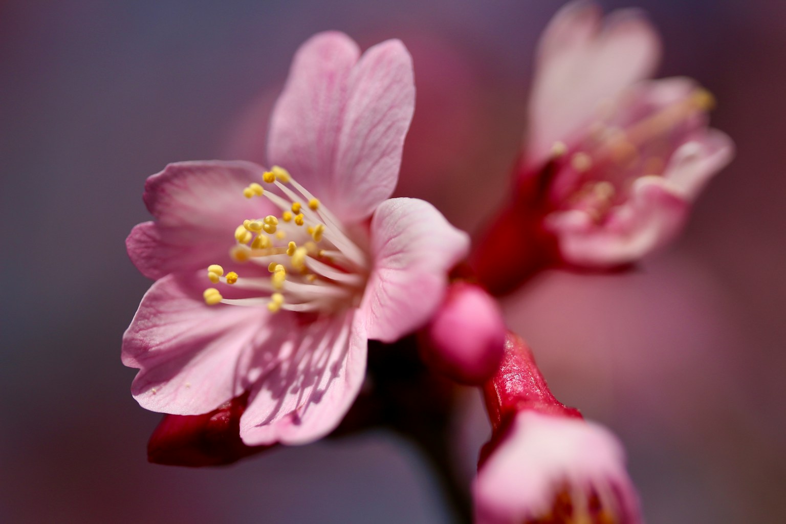 Acercamiento de hermosas flores de cerezo con pétalos rosas y estambres amarillos
