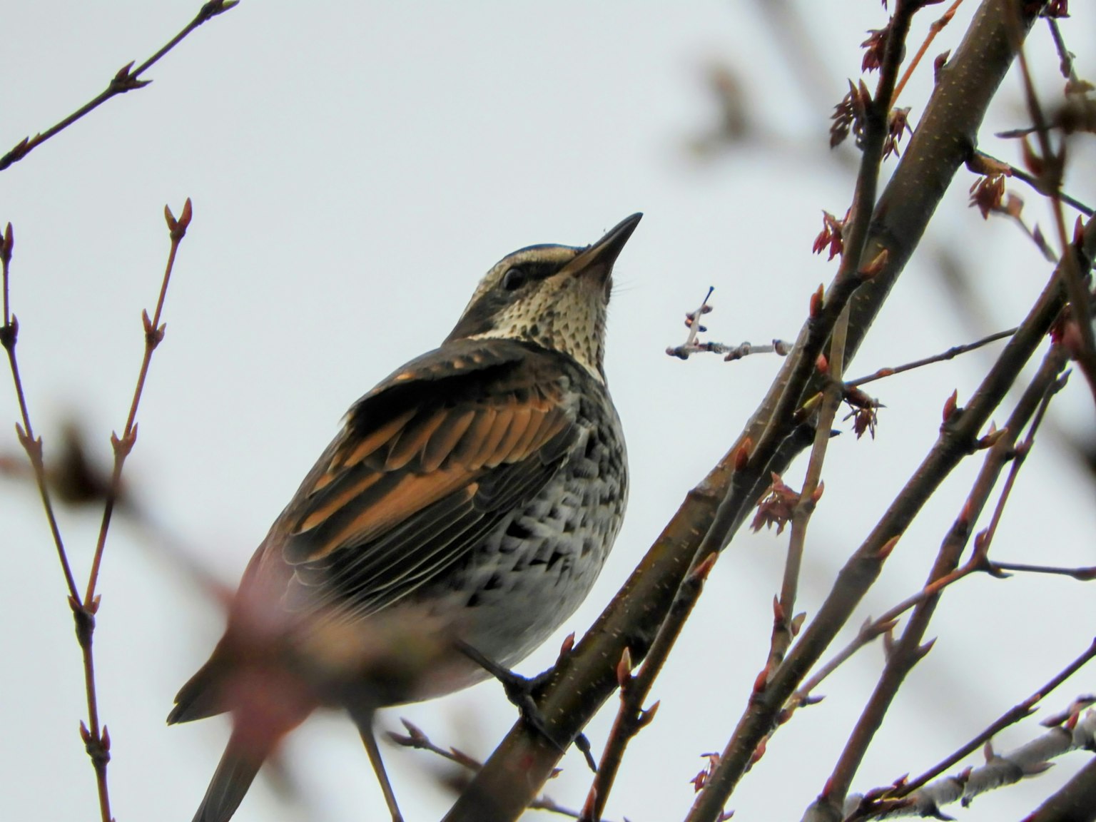 Primer plano de un pájaro posado en una rama con un cielo nublado de fondo
