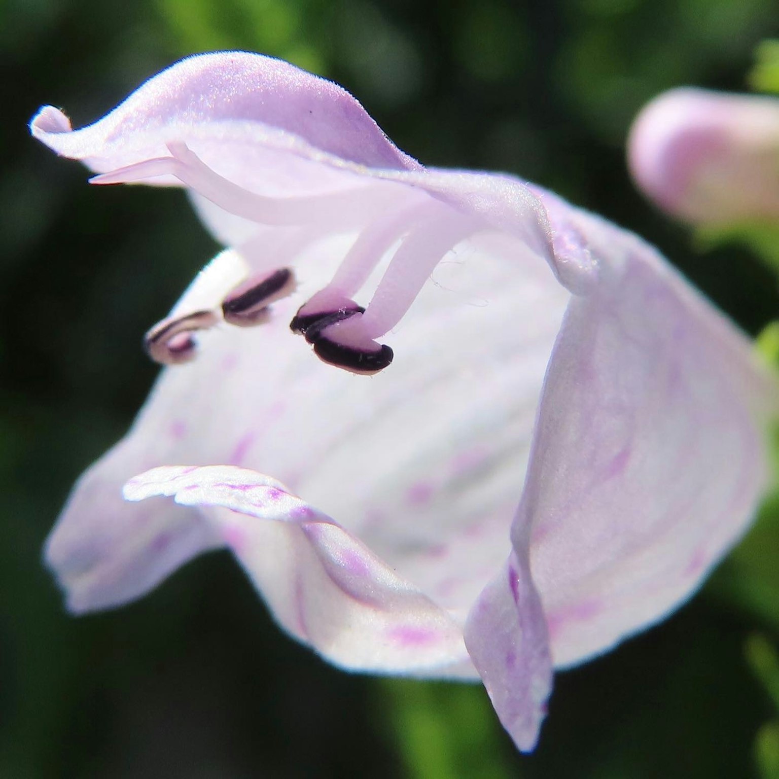 特寫花朵，帶有淡紫色花瓣和可見雄蕊