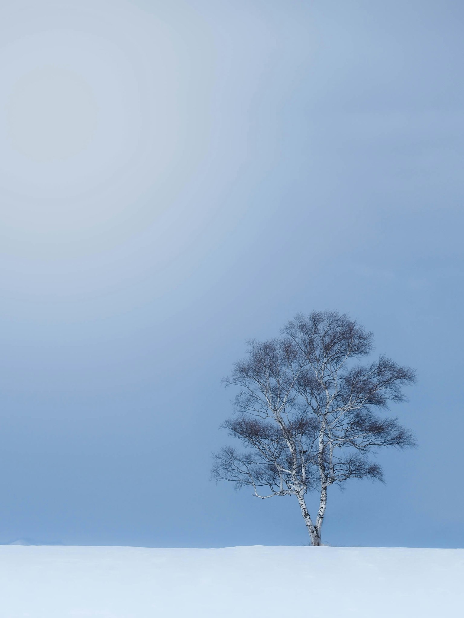 一棵白樺樹矗立在雪覆蓋的風景中