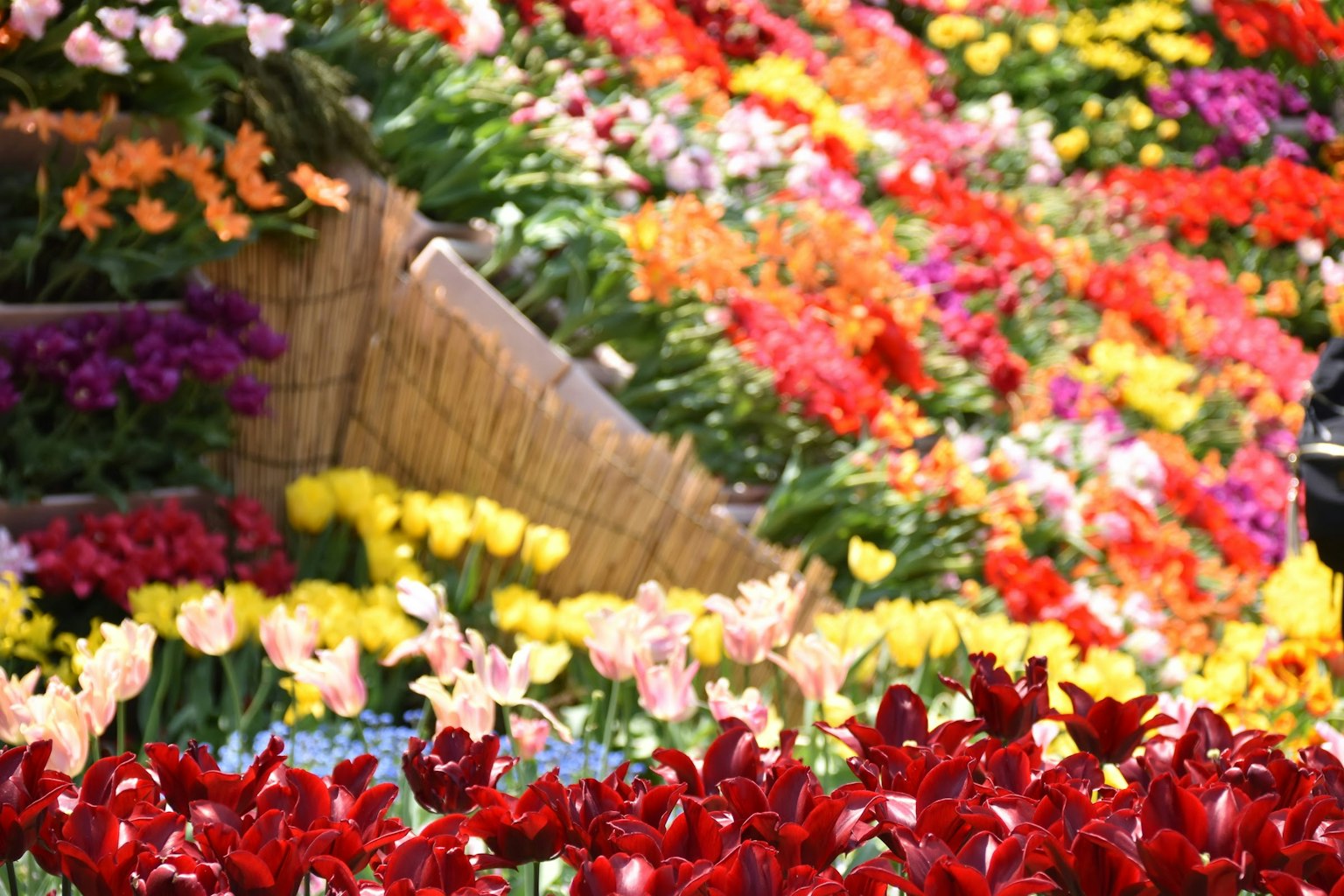 Jardin de fleurs vibrant avec une variété de couleurs et de fleurs en fleurs