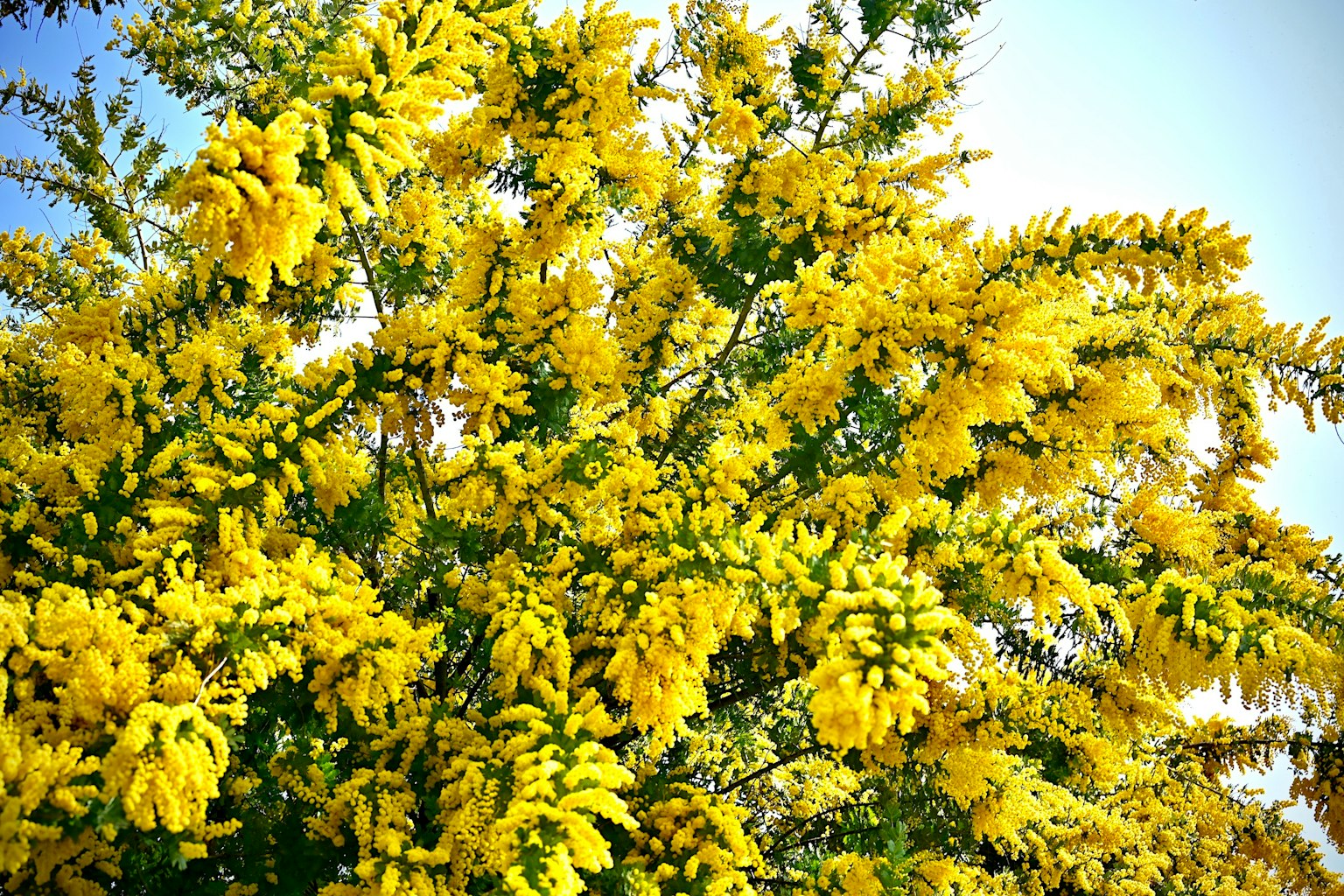 ดอกมิโมซ่าที่มีสีเหลืองสดใสบานอยู่บนต้นไม้