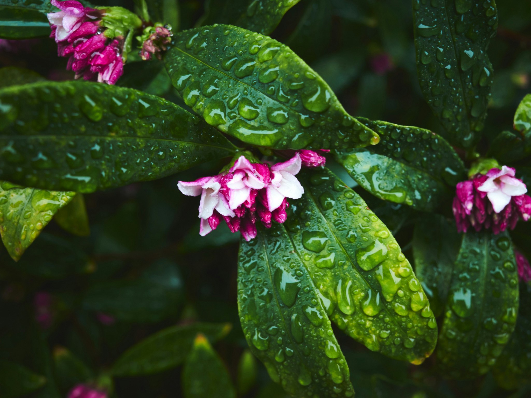 Jasmine flowers and leaves with raindrops