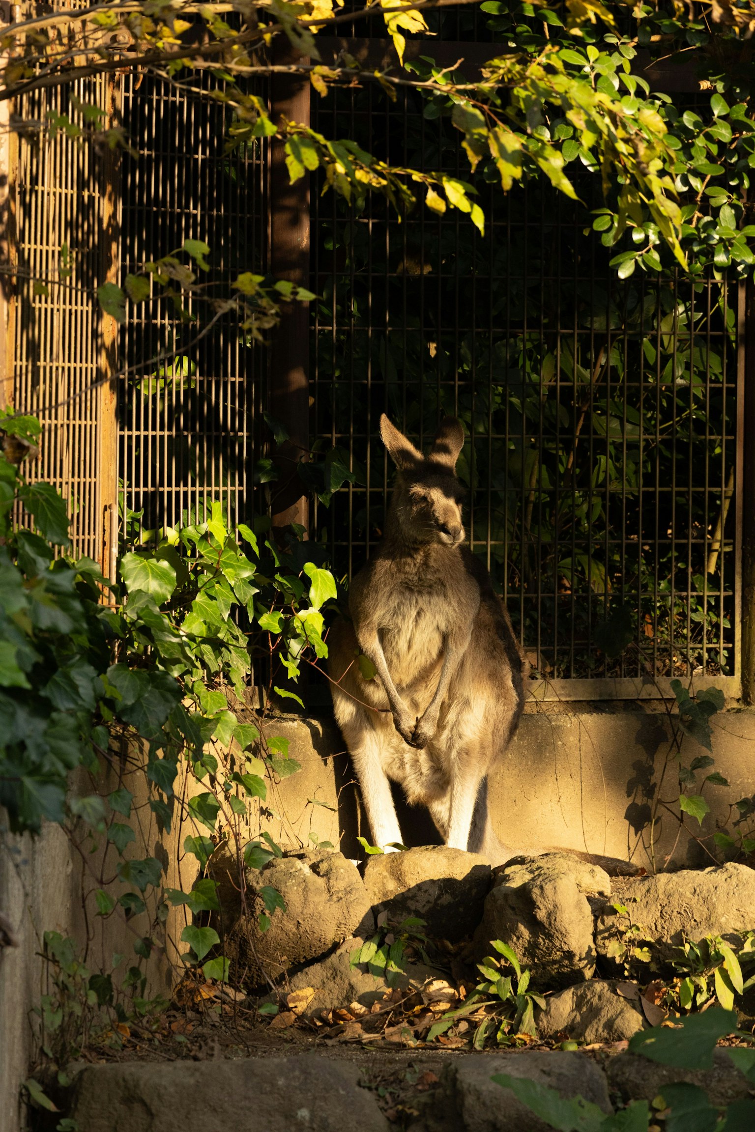 A kangaroo standing on a rock in sunlight with a green background
