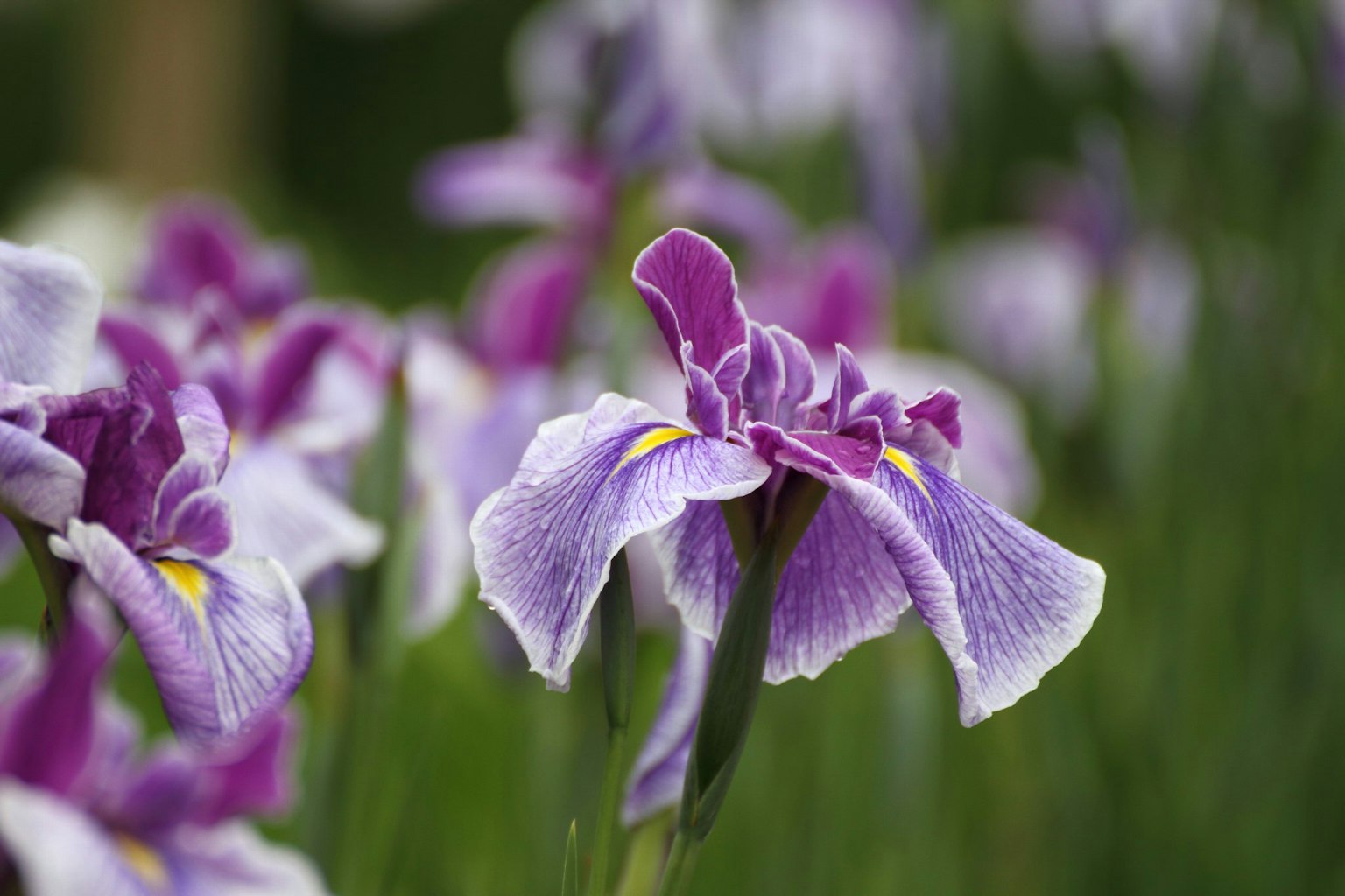 Vibrant purple iris flowers blooming in a garden