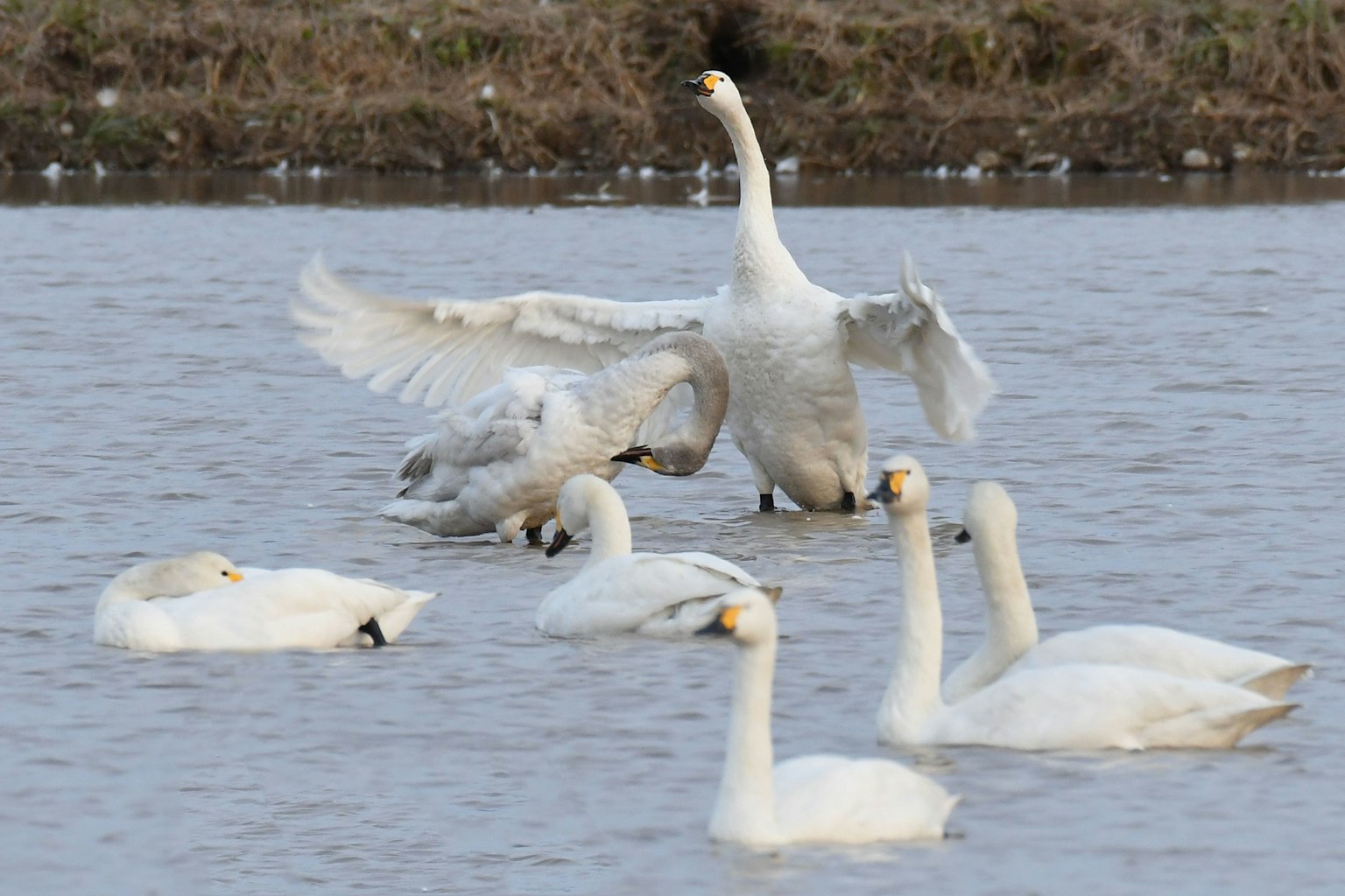 Un gruppo di cigni sull'acqua un cigno che apre le ali