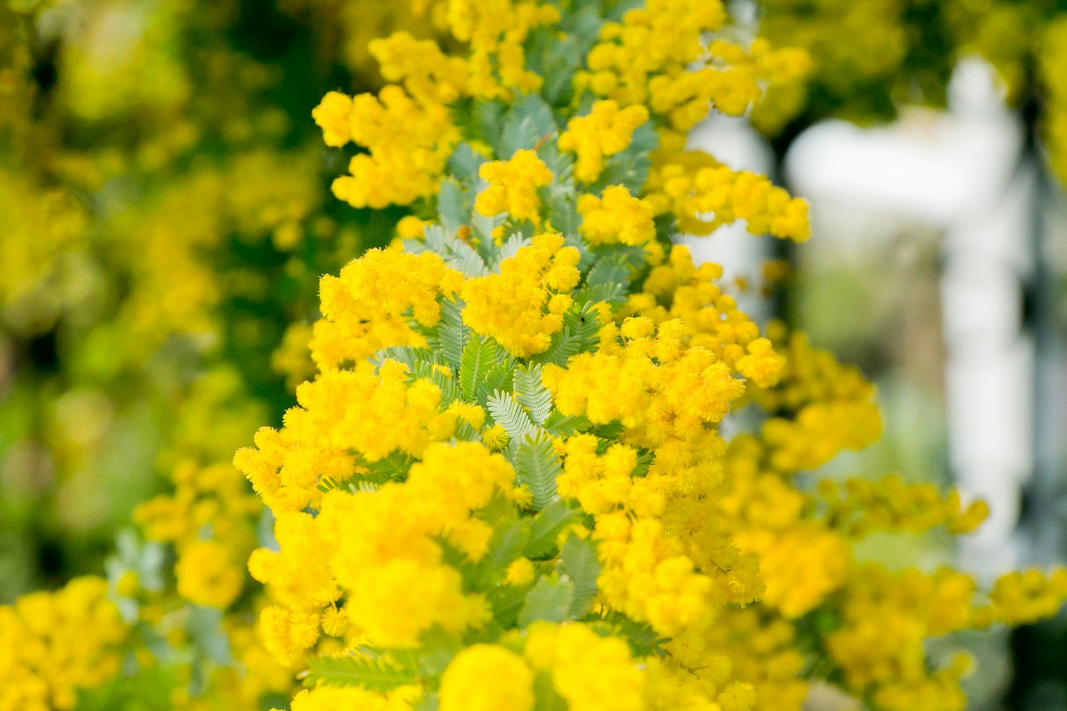 Close-up of a plant with bright yellow flowers