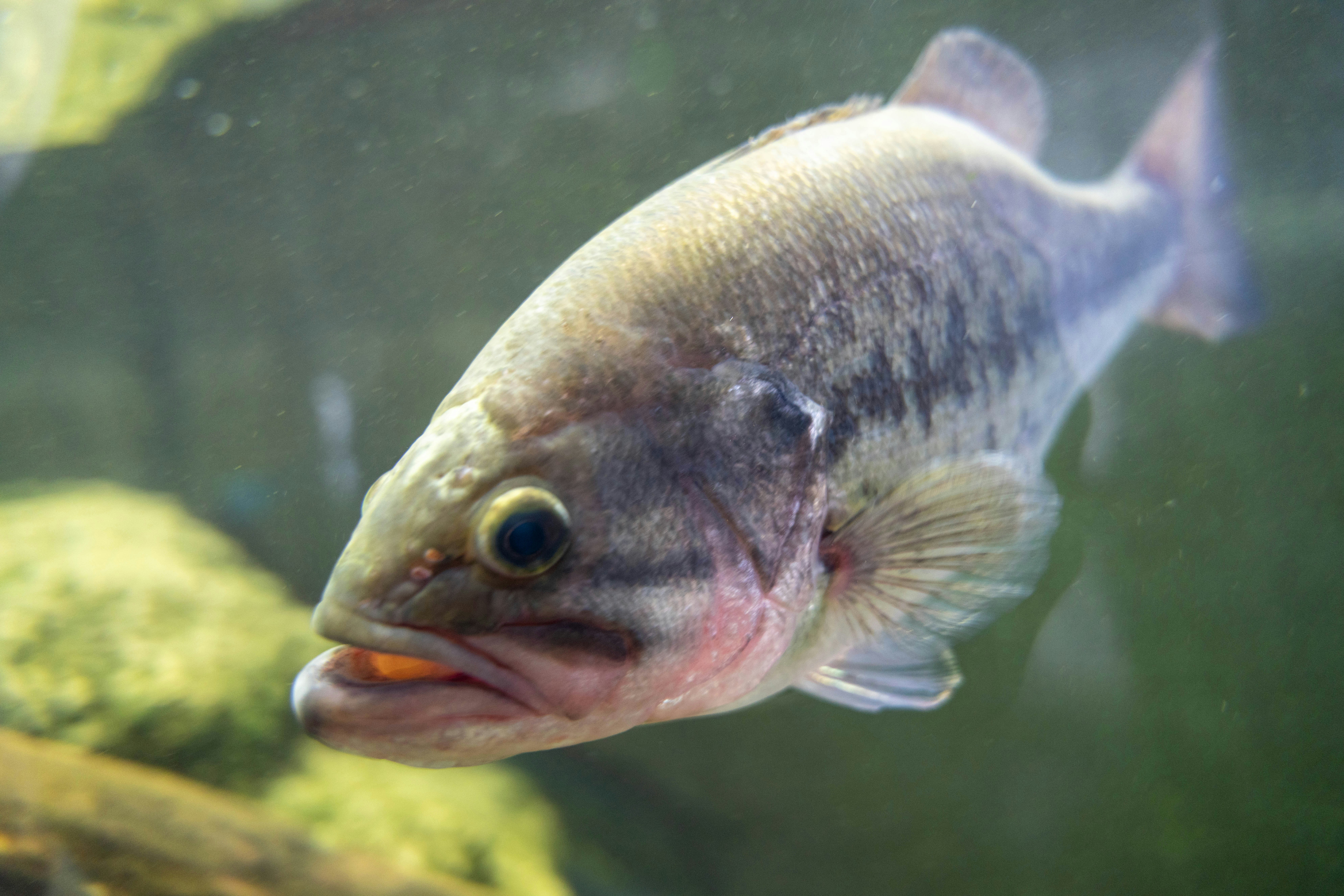 水族箱裡游動的魚特寫圖片