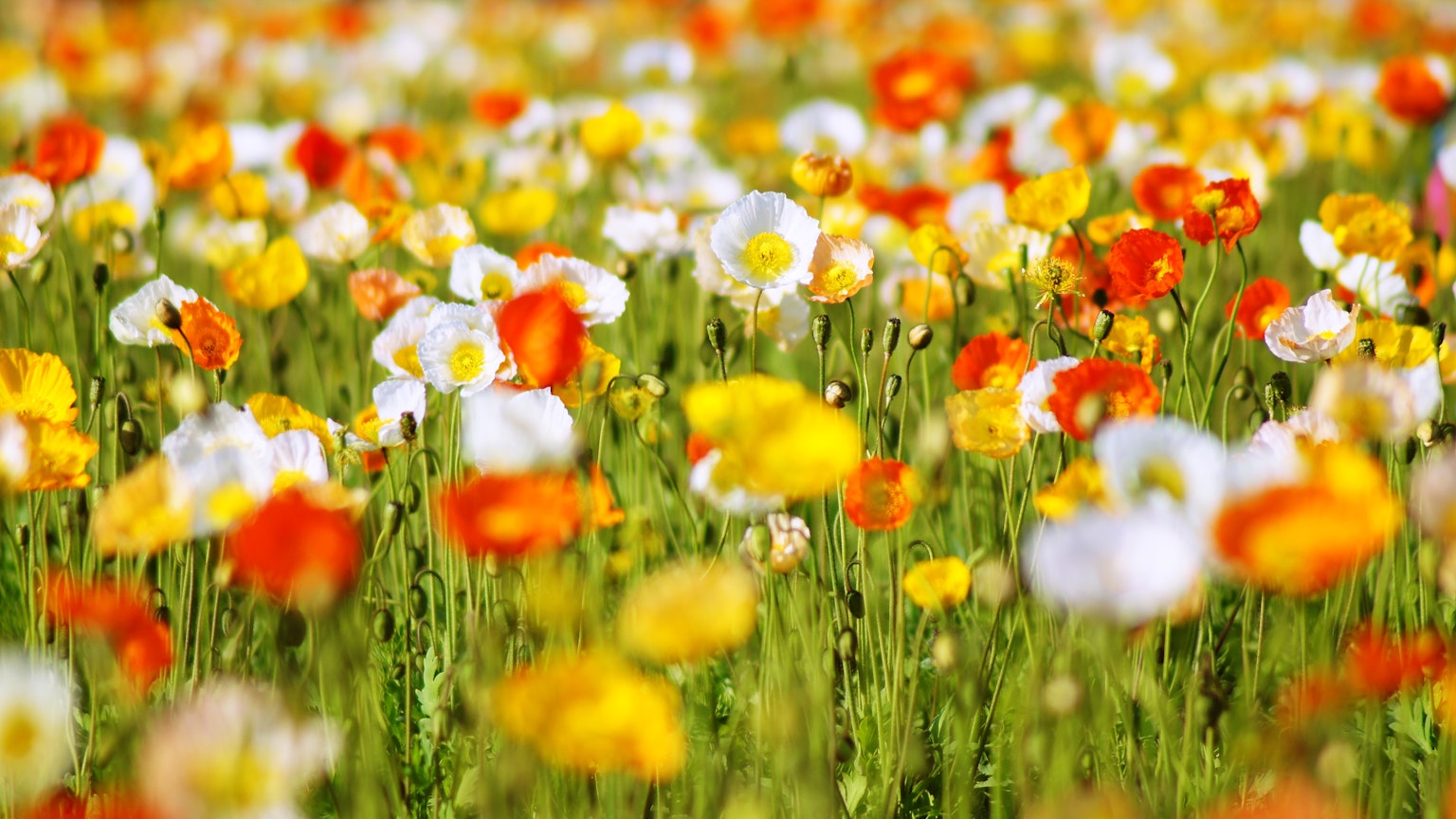 Lebendiges Blumenfeld mit blühenden Mohnblumen in Orange Gelb und Weiß