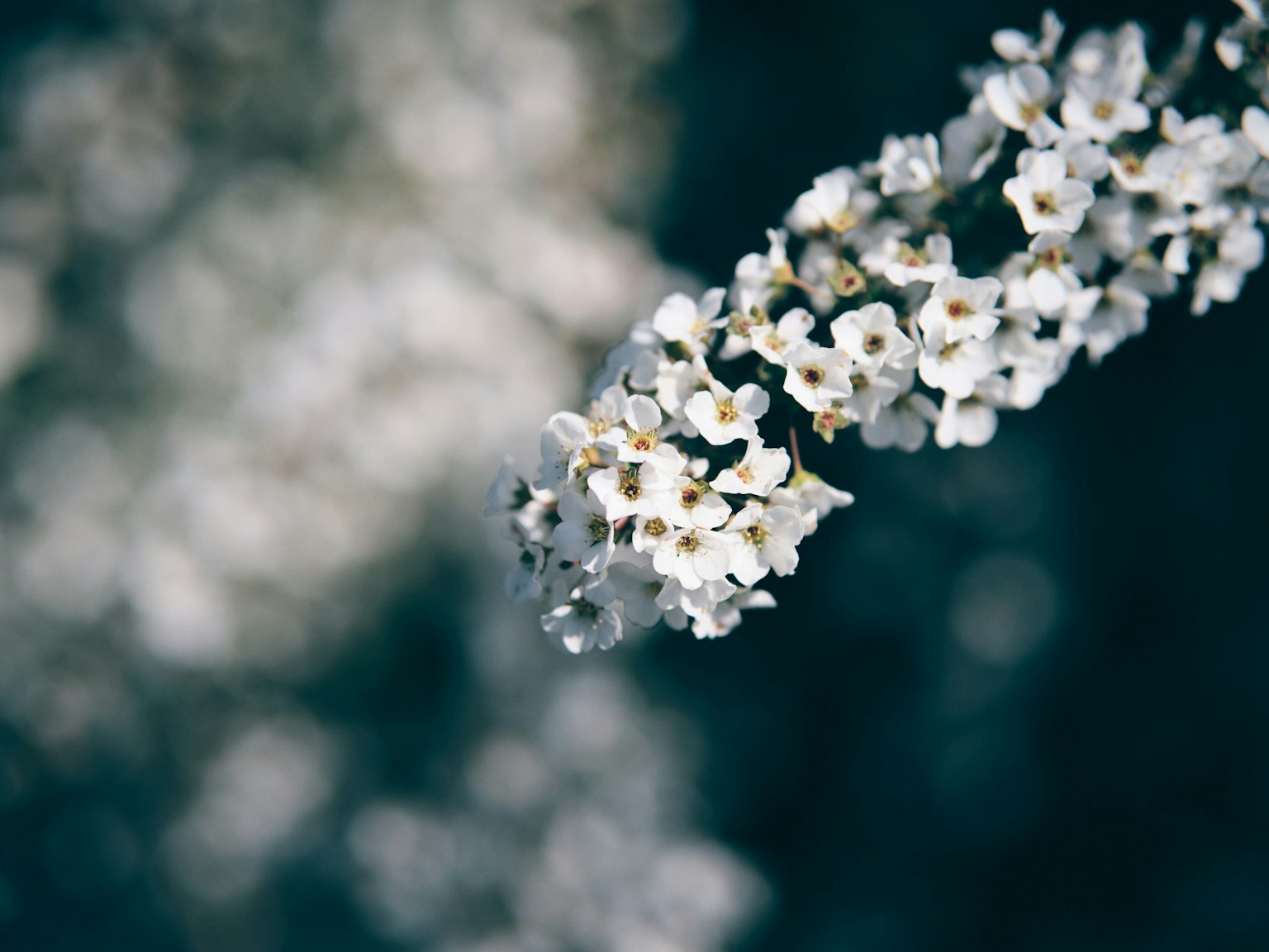 Branche de petites fleurs blanches sur un fond flou sombre
