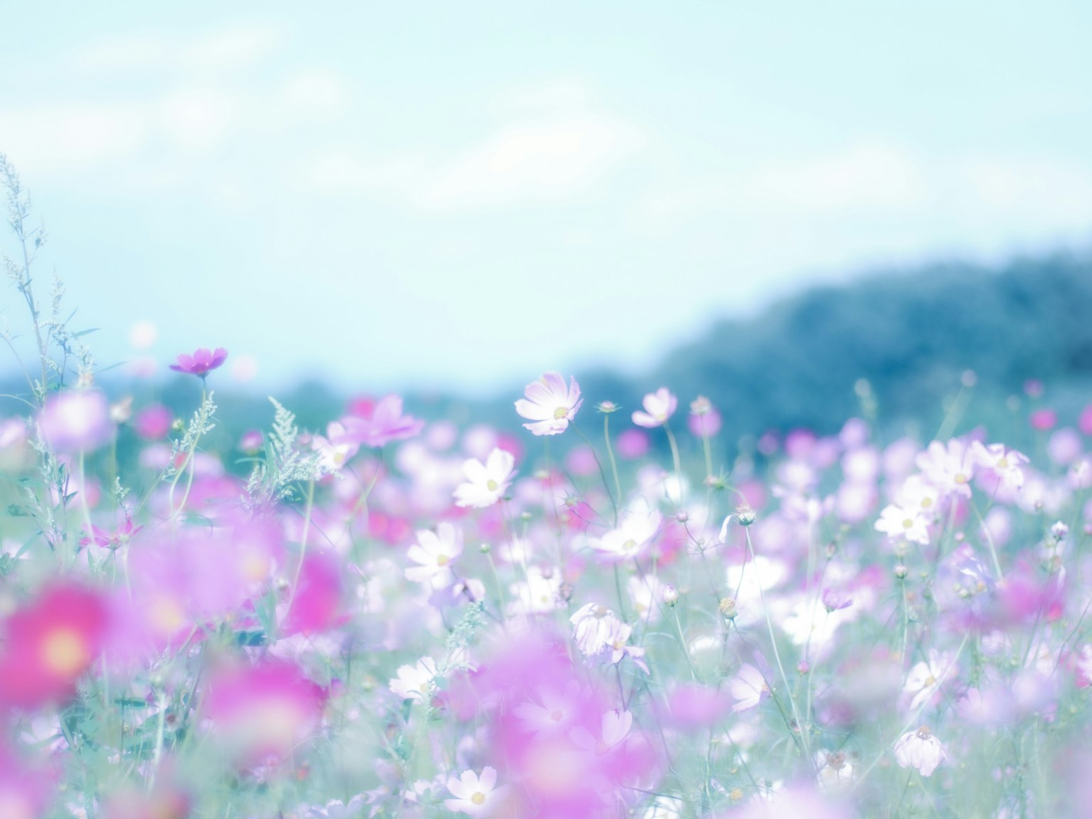 Ein sanfter Blumenfeld mit blühenden rosa und weißen Blumen