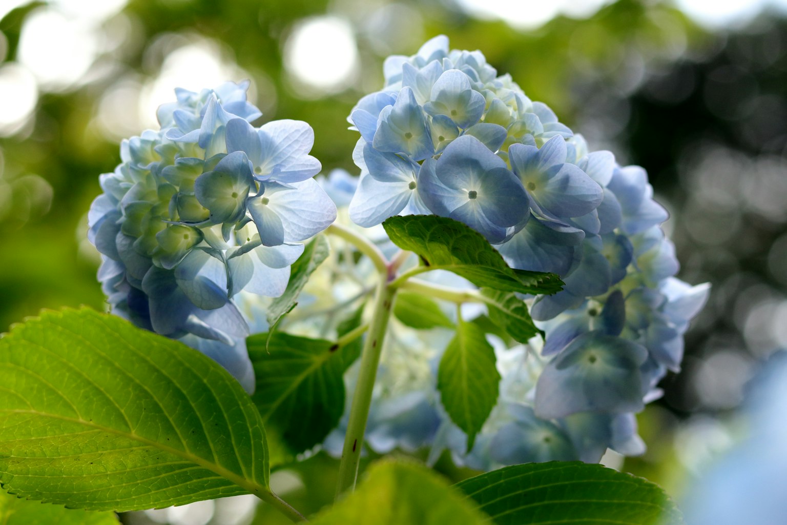 Blaue Hortensienblüten mit grünen Blättern