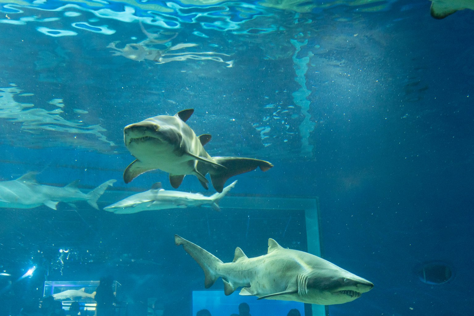 水族馆中游动的鲨鱼群