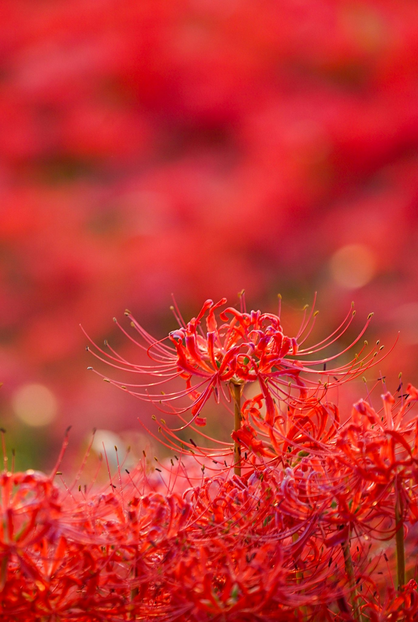Champs de lys araignées rouges en fleurs