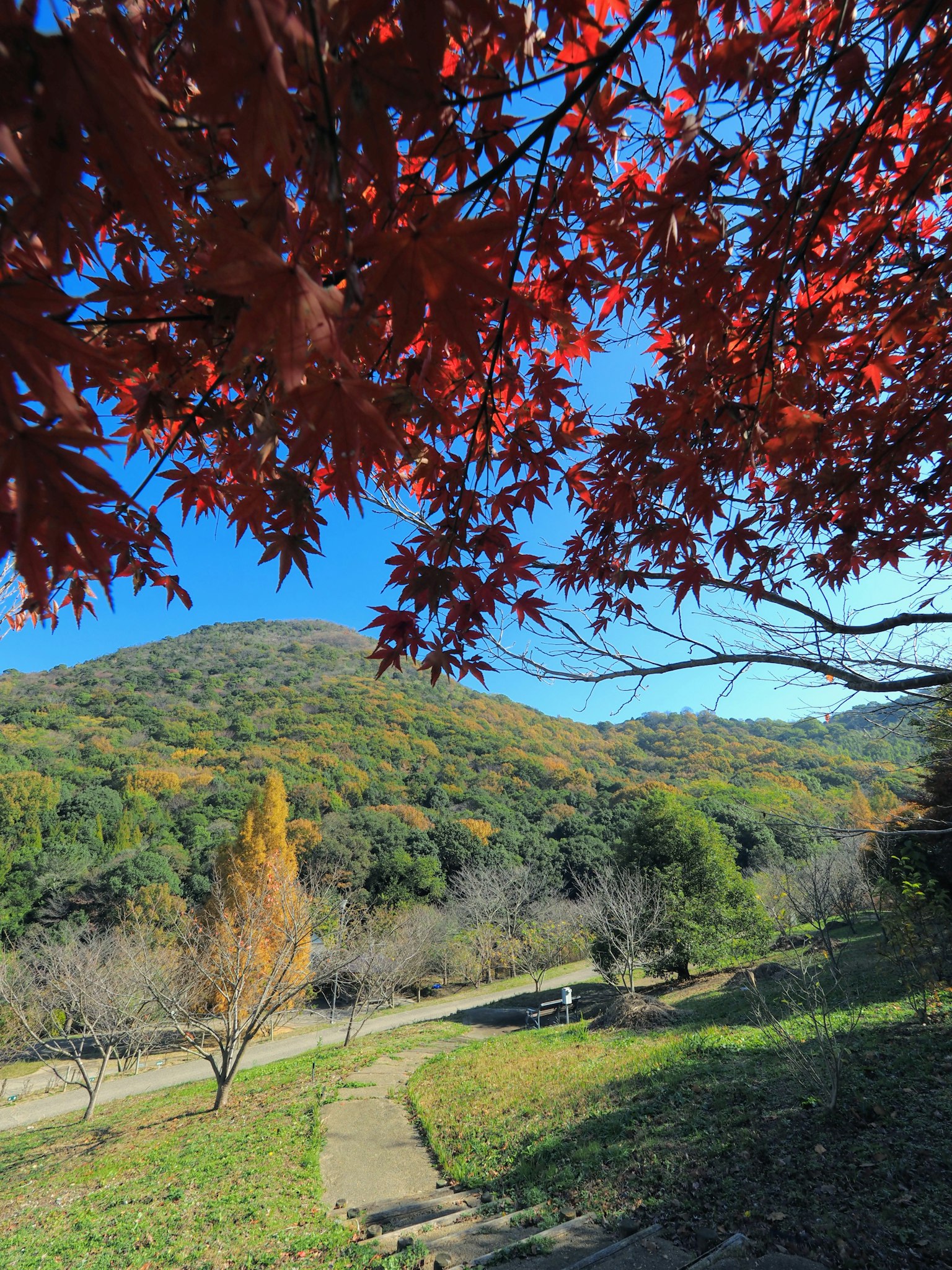 Vue pittoresque de feuilles d'érable rouges avec un fond de montagne sous un ciel bleu