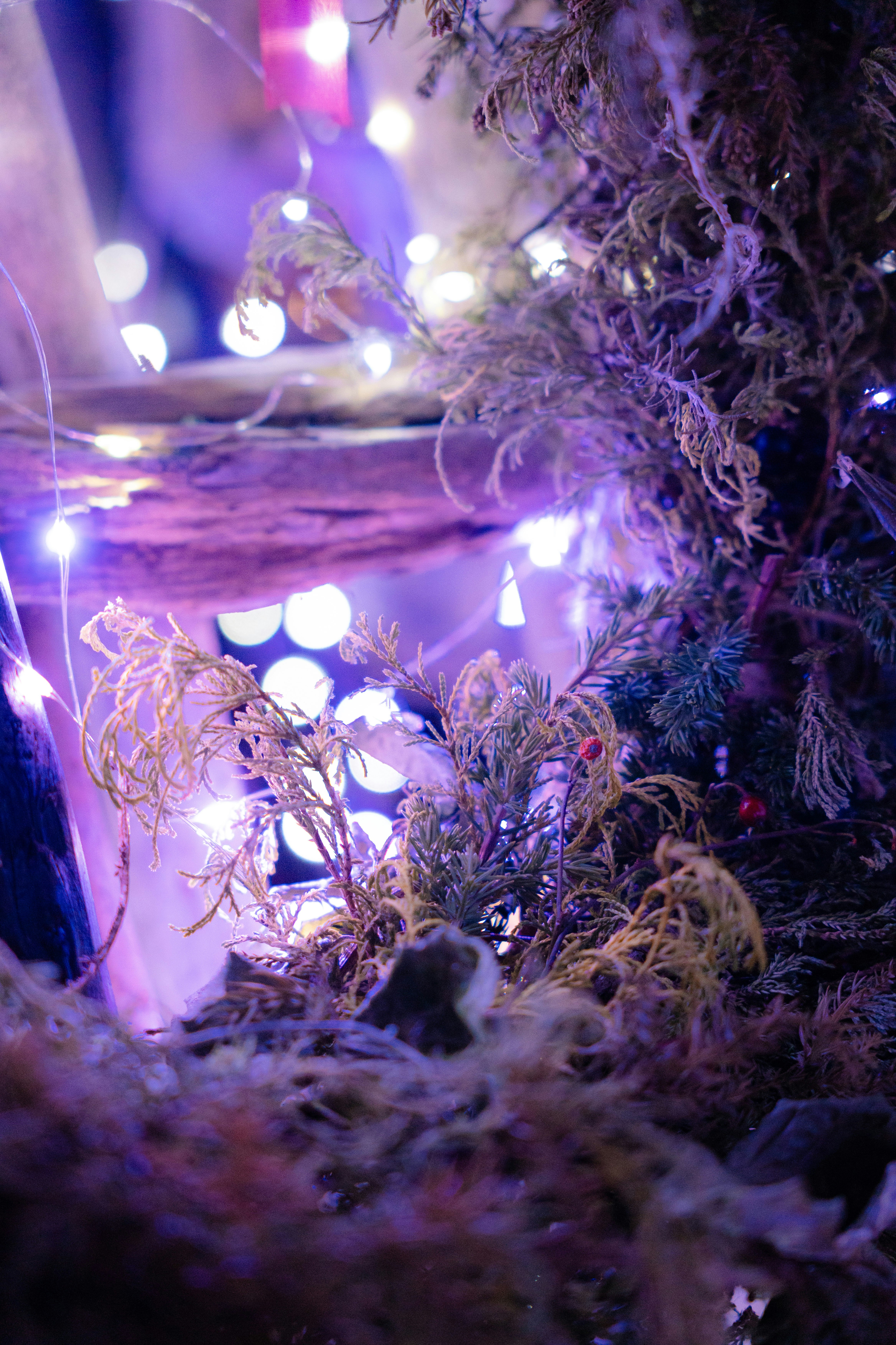 電飾の光の中で揺れるクリスマスリースと木の枝
