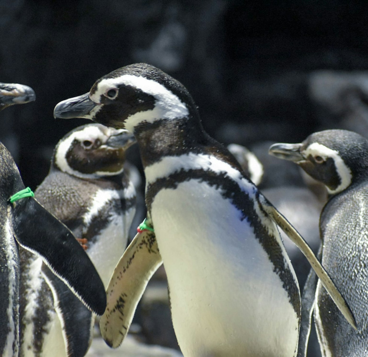 Eine Gruppe von Pinguinen mit markanten schwarz-weißen Federn