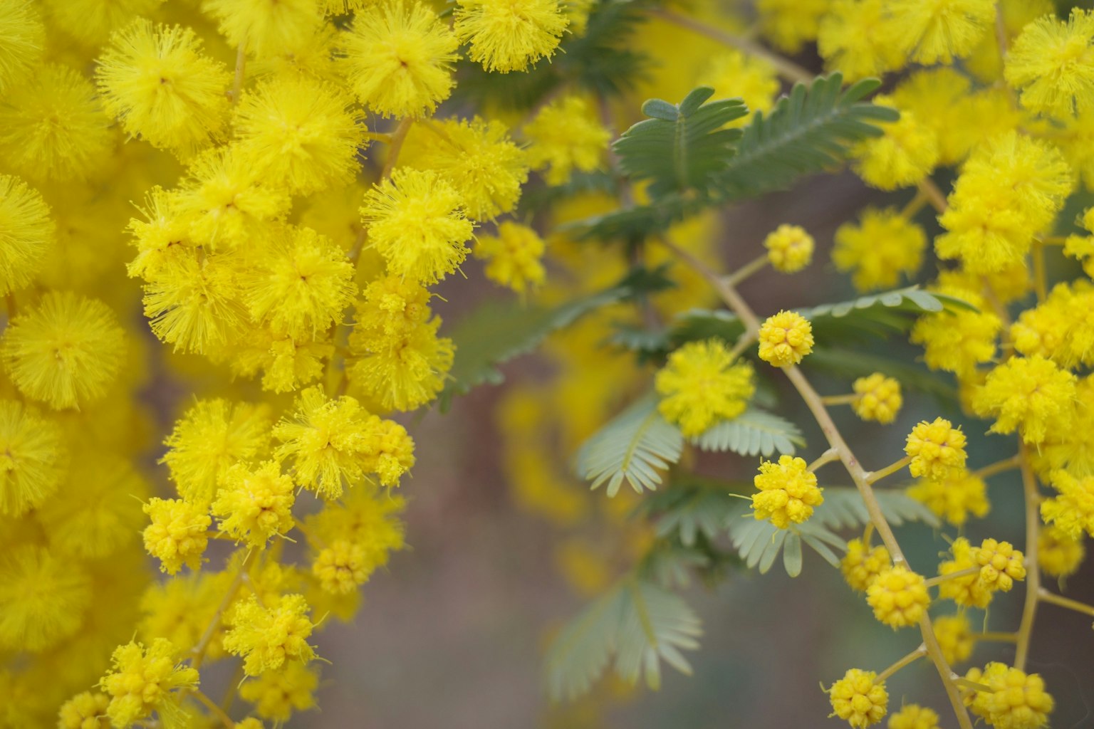 Flores de mimosa amarillas vibrantes con hojas verdes distintivas