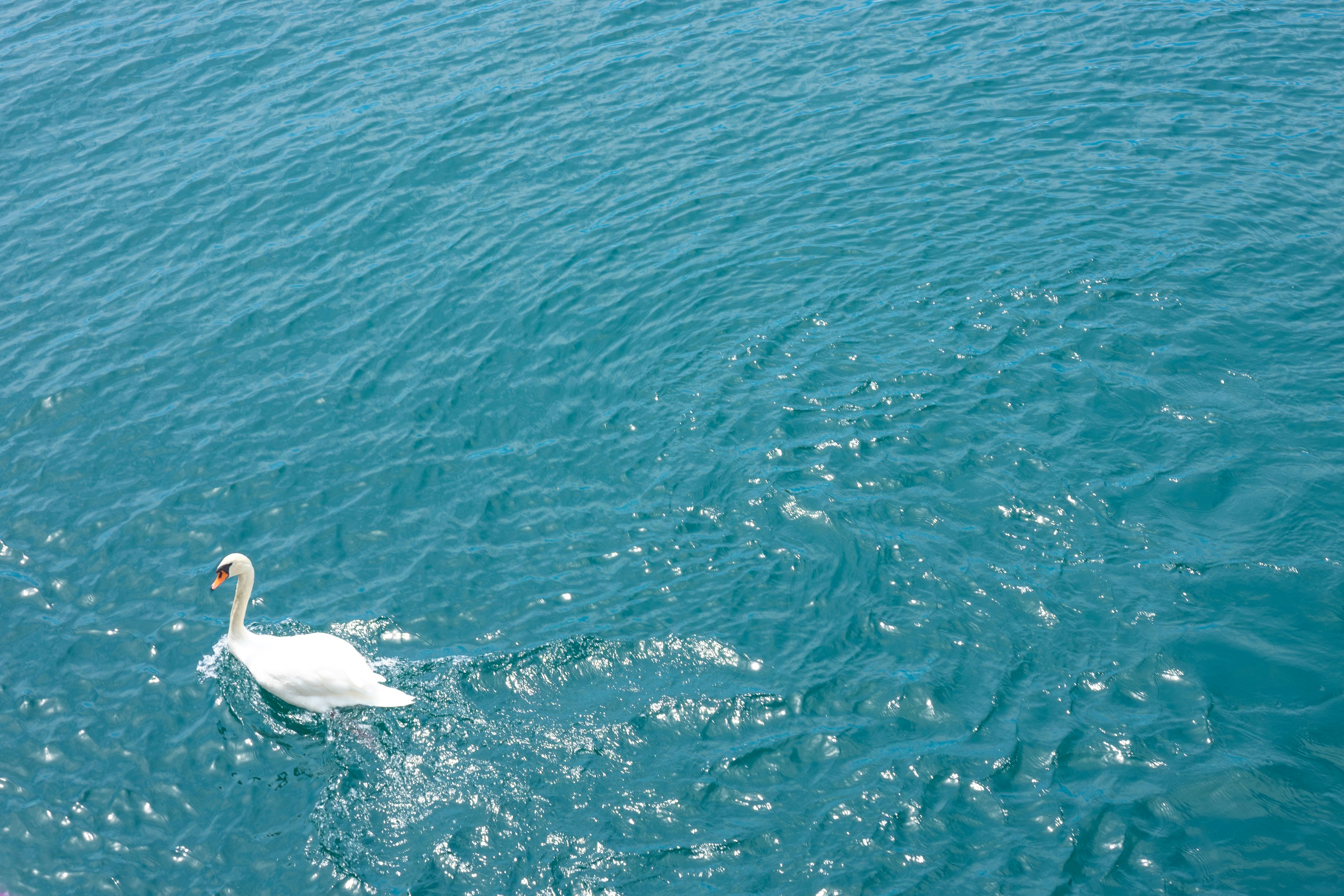 Ein eleganter Schwan schwimmt auf einer blauen Wasseroberfläche