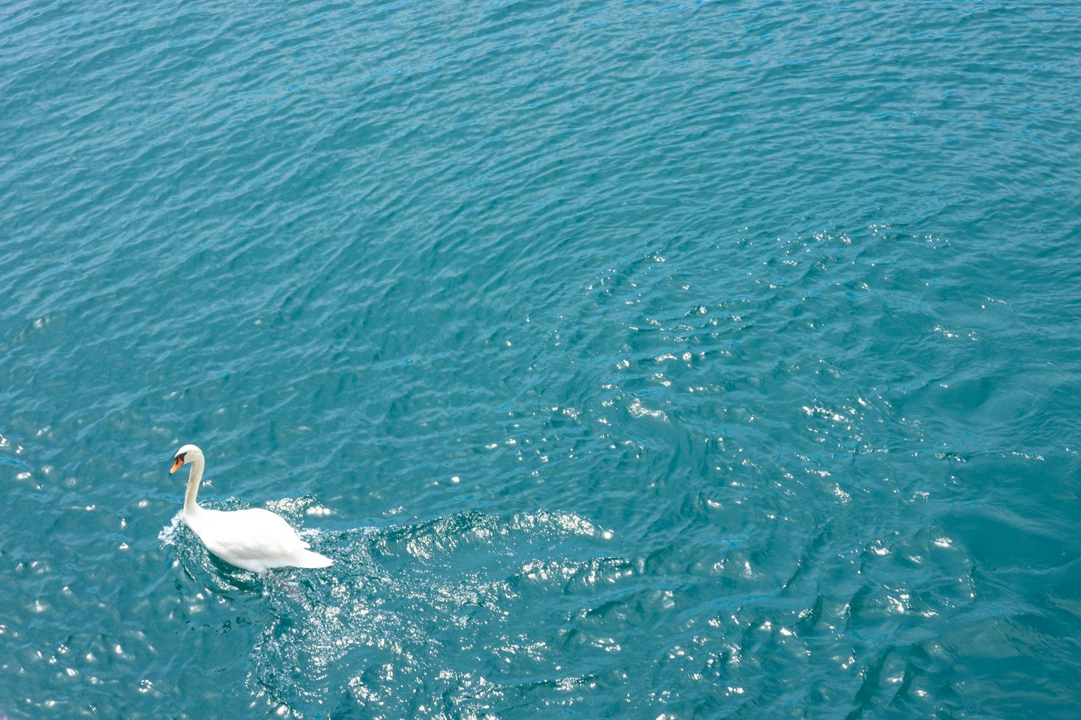 Un elegante cigno che nuota su una superficie d'acqua blu