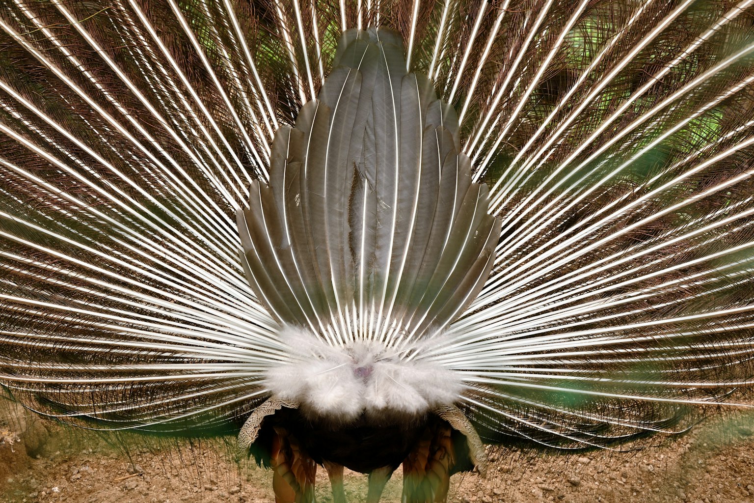 Un pavone che mostra le sue piume vibranti a forma di ventaglio