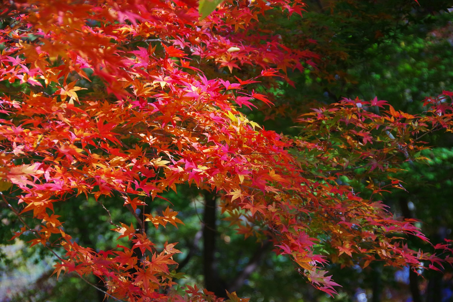 Vibrant red and orange leaves on a tree branch