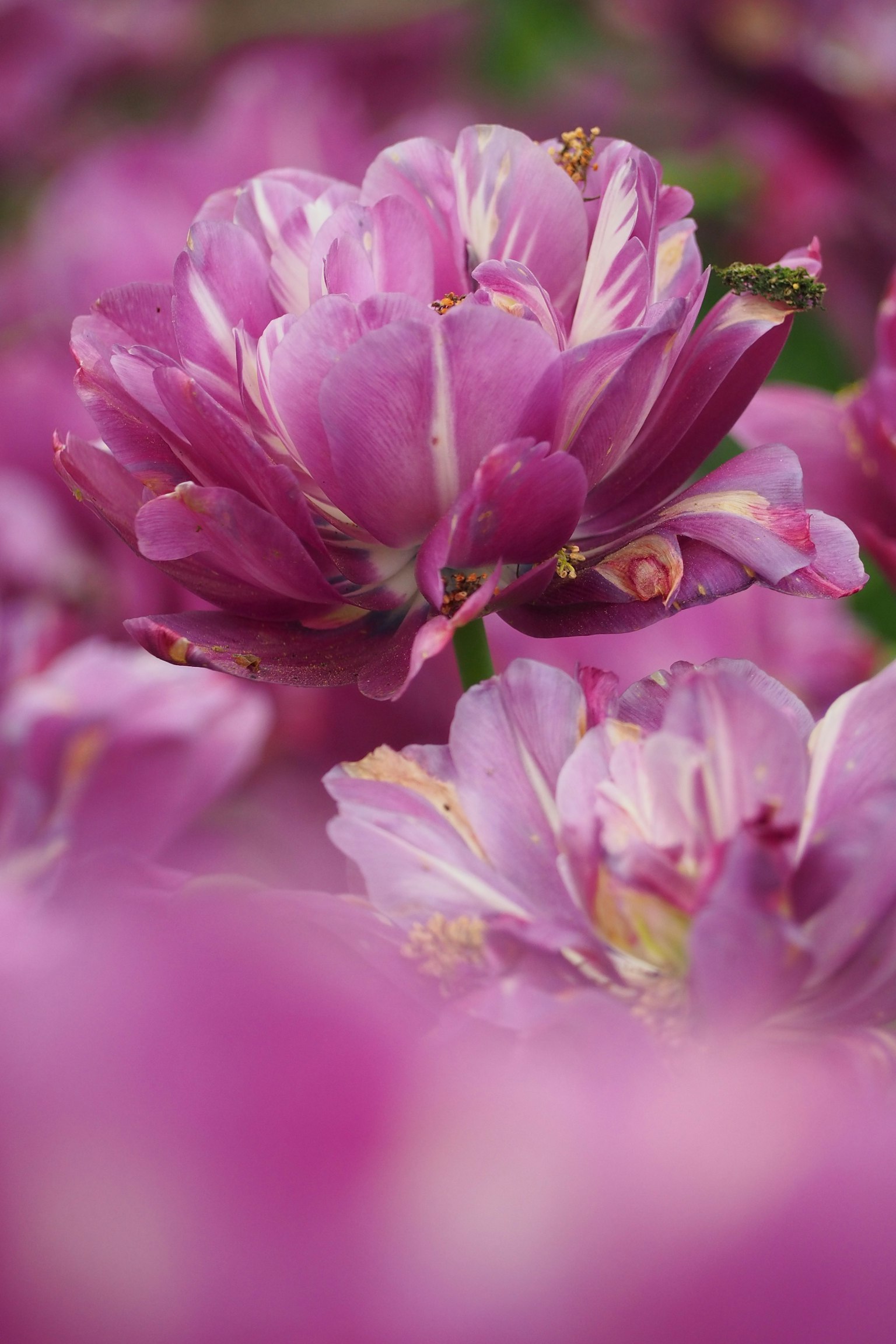Fiori di tulipano viola vivaci in fiore