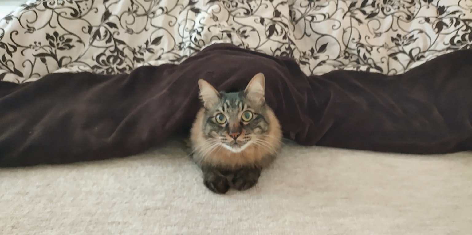 A cat relaxing under a blanket on a bed
