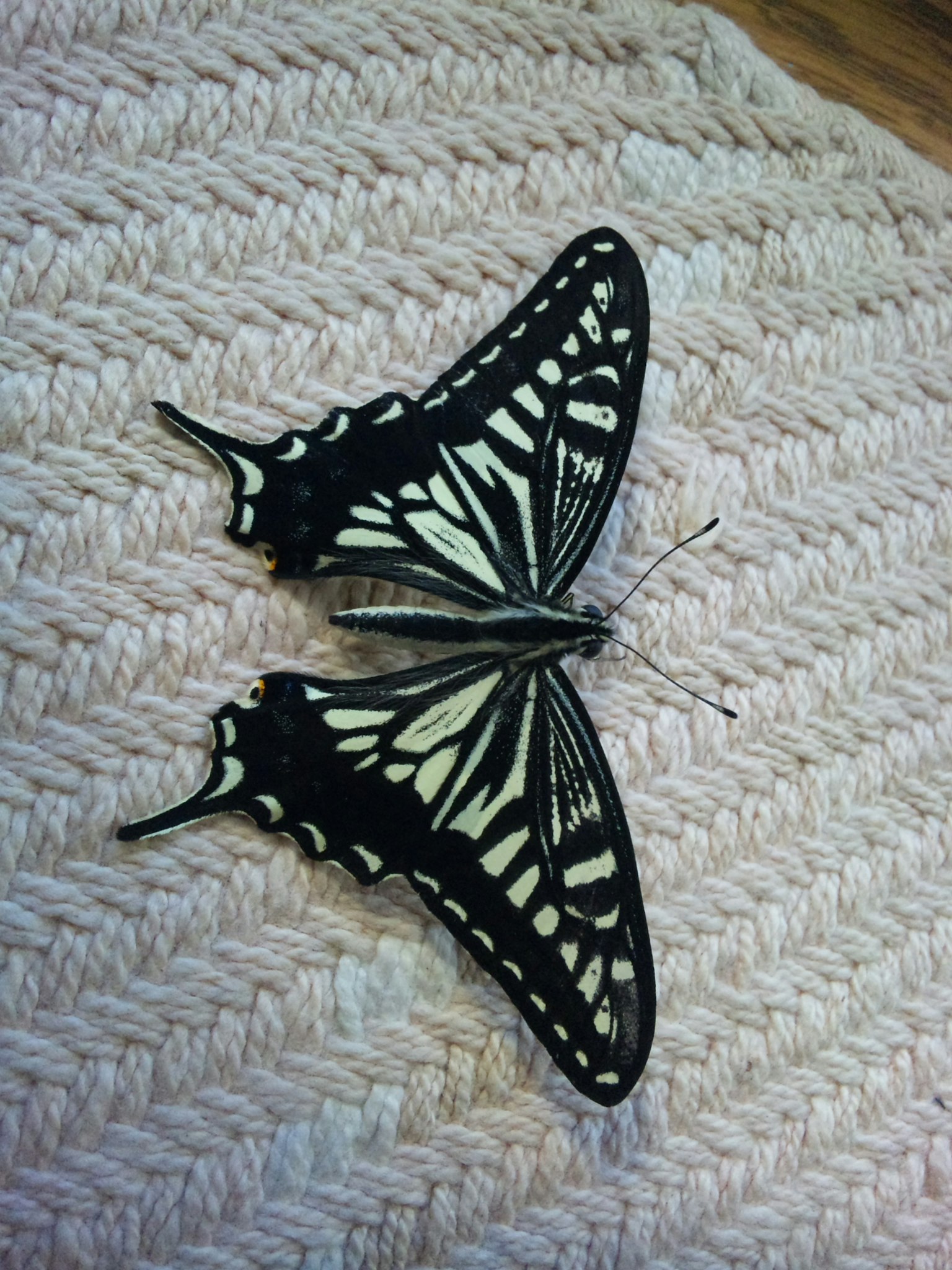 Un papillon noir et blanc se reposant sur une surface texturée rose