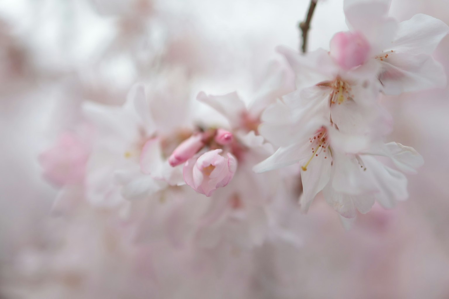 Primer plano de flores de cerezo con pétalos rosas suaves