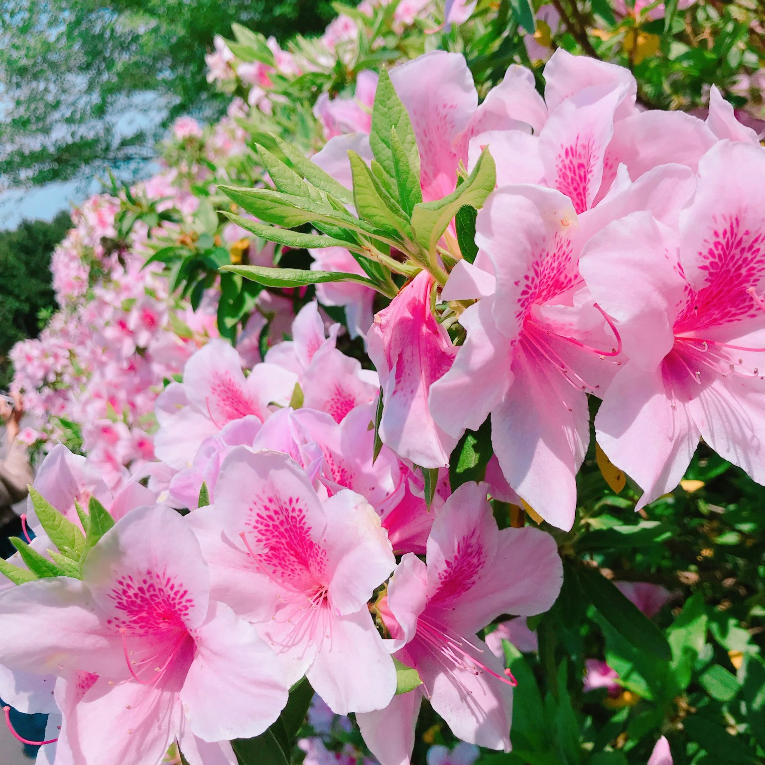 盛開的粉色杜鵑花瓣鮮豔