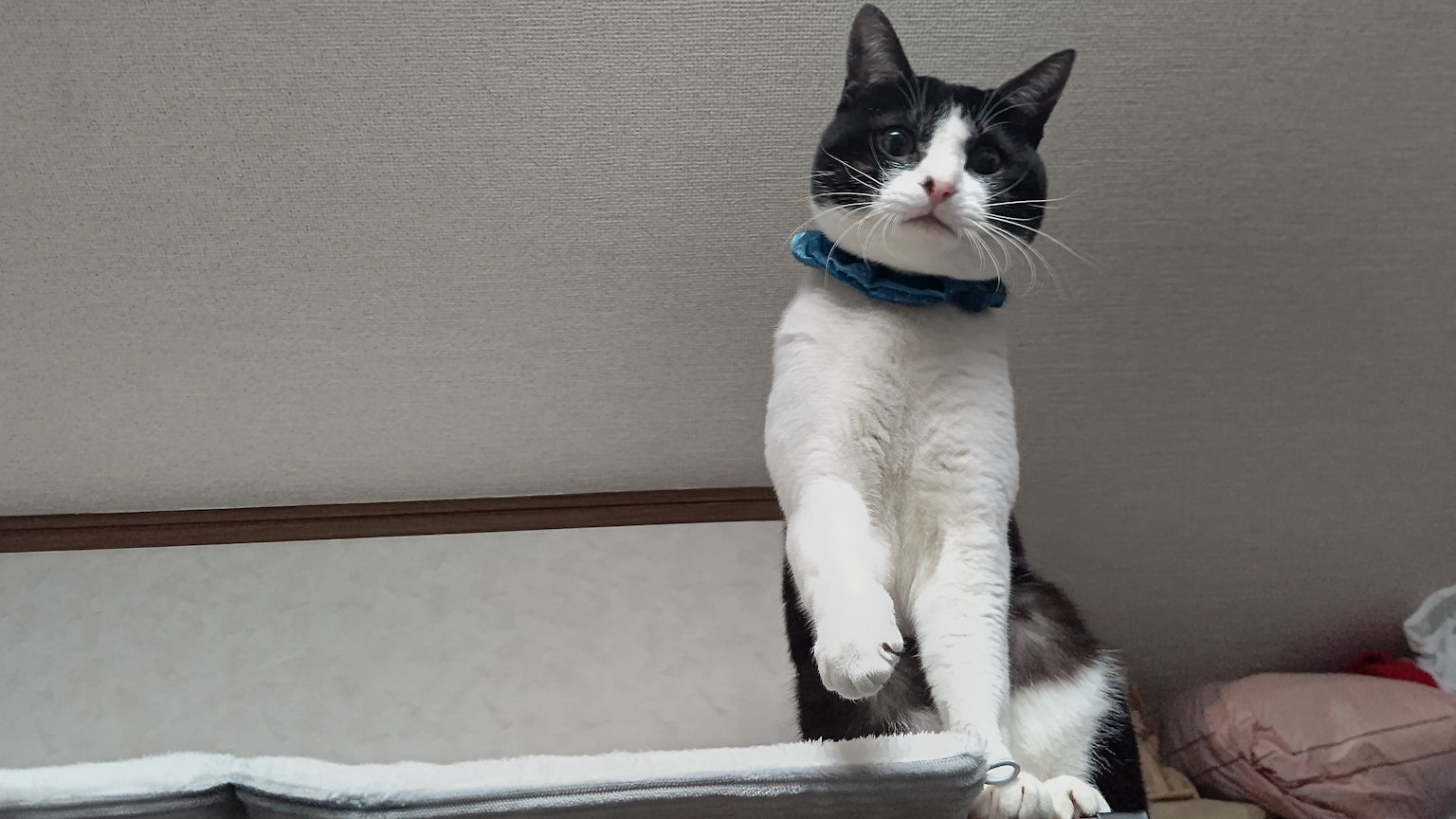 Chat noir et blanc portant un collier bleu