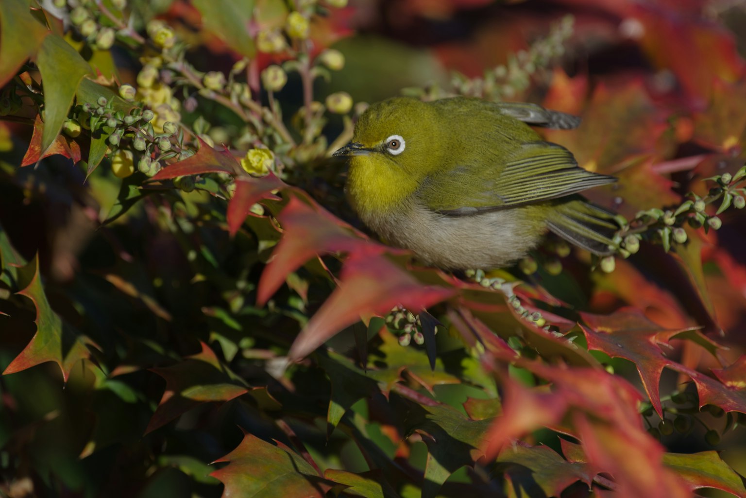A small green bird perched on a branch surrounded by autumn leaves