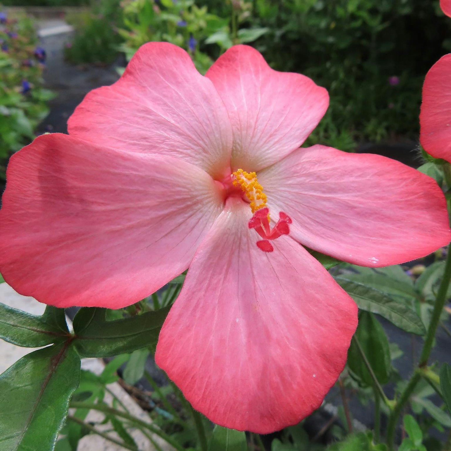 Fiore di ibisco rosa vivace in fiore