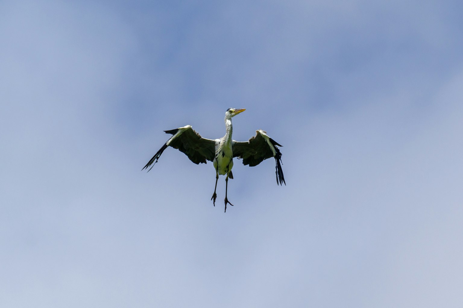Ein Foto eines fliegenden Reihers am Himmel mit ausgebreiteten Flügeln