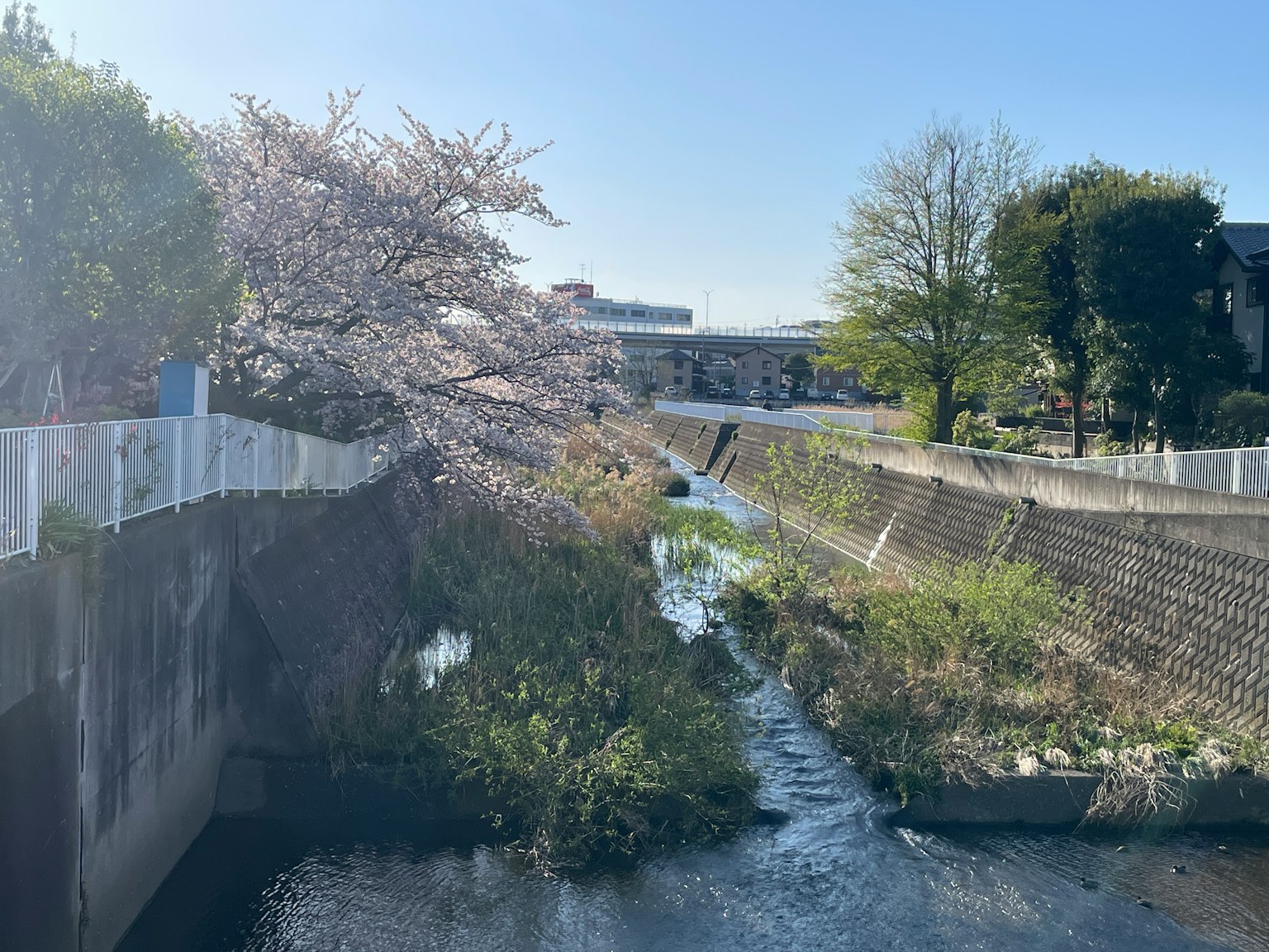 Vista escénica de cerezos en flor a lo largo de un río con vegetación