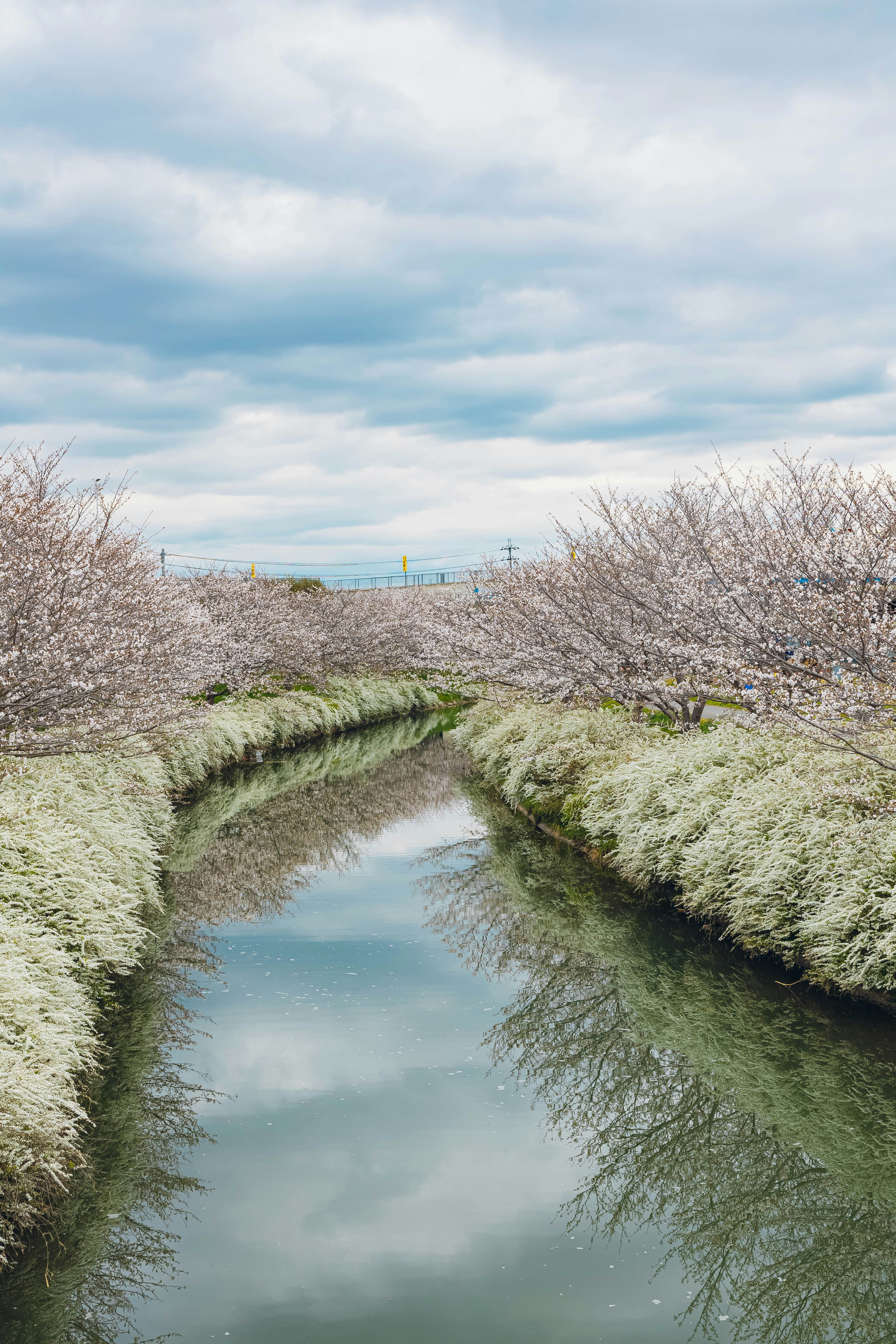 小川沿いに咲く桜並木の春景色