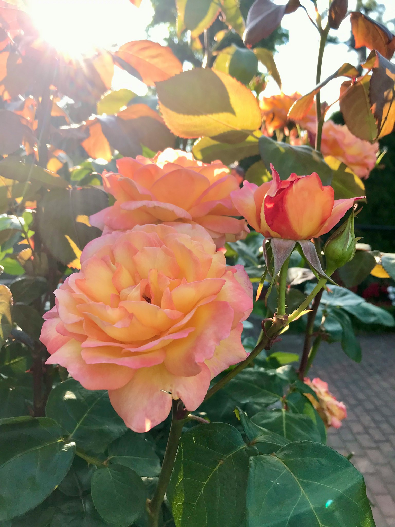 Schöne orangefarbene Rosen mit Sonnenlicht im Hintergrund