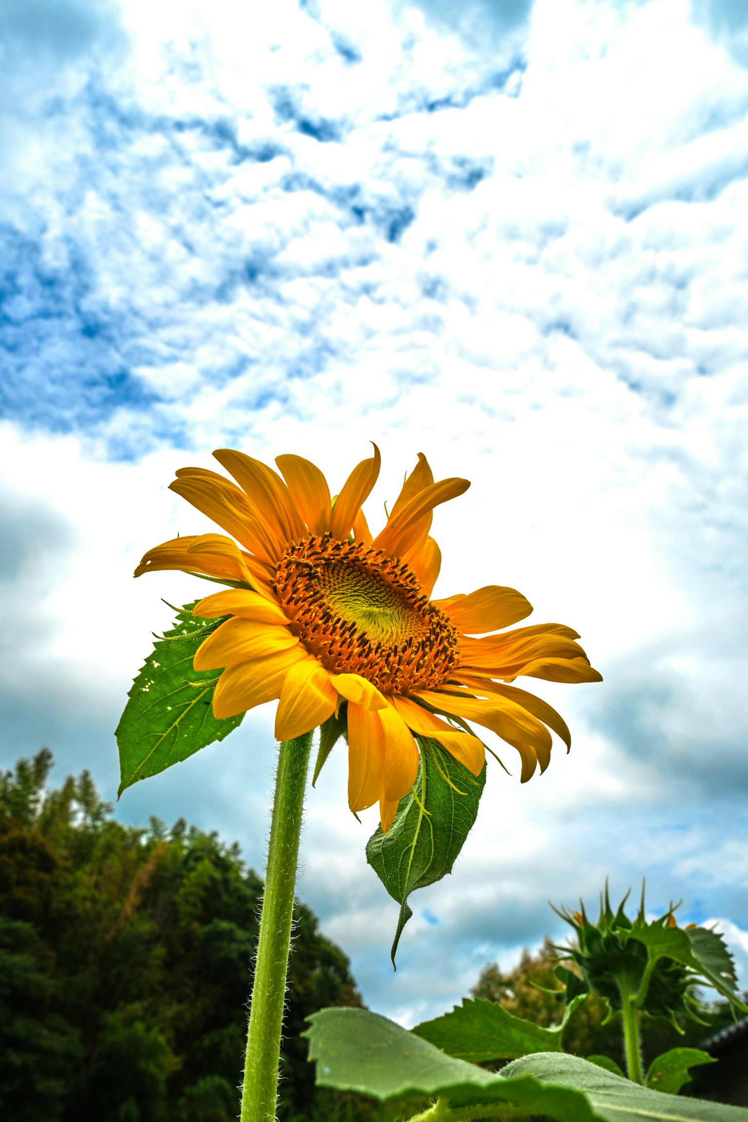 Fleur de tournesol lumineuse contre un ciel nuageux