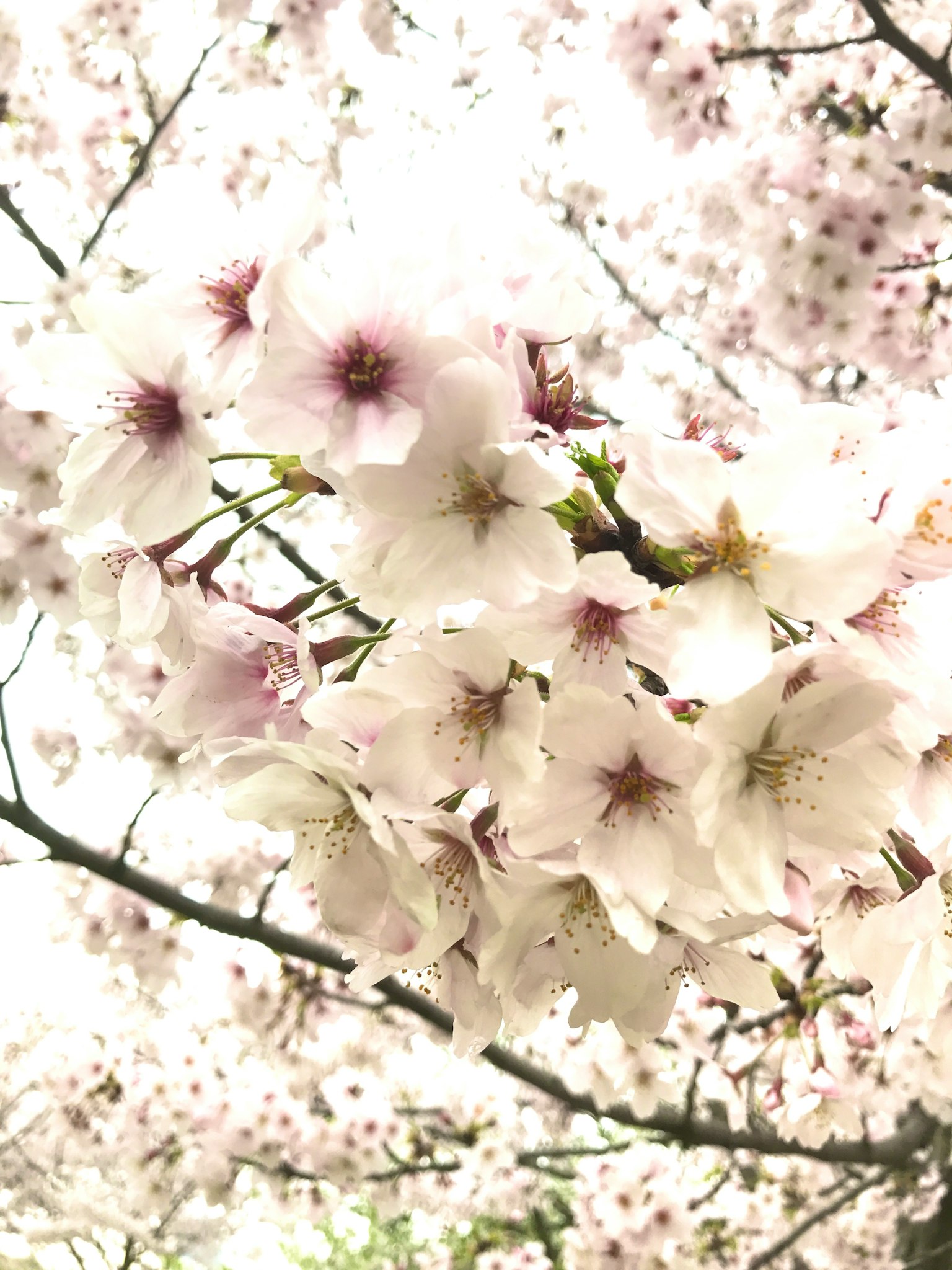 櫻花特寫在樹枝上白色花瓣和柔和粉色中心
