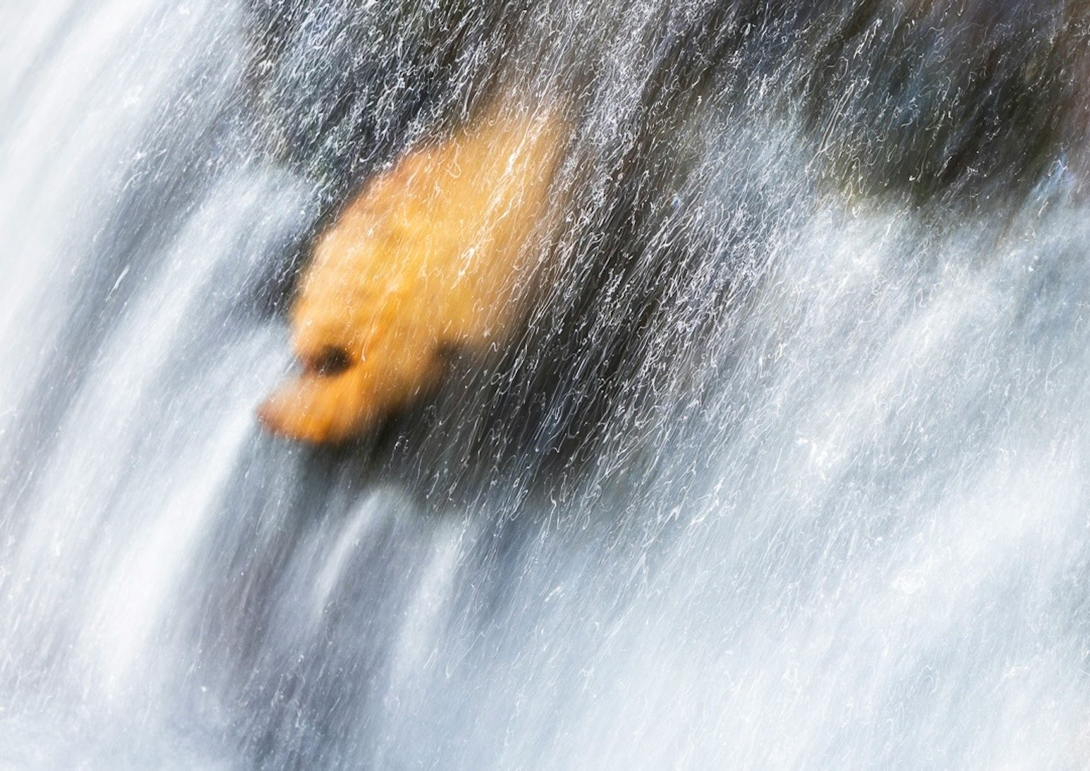水の流れの中に浮かぶ黄色い葉