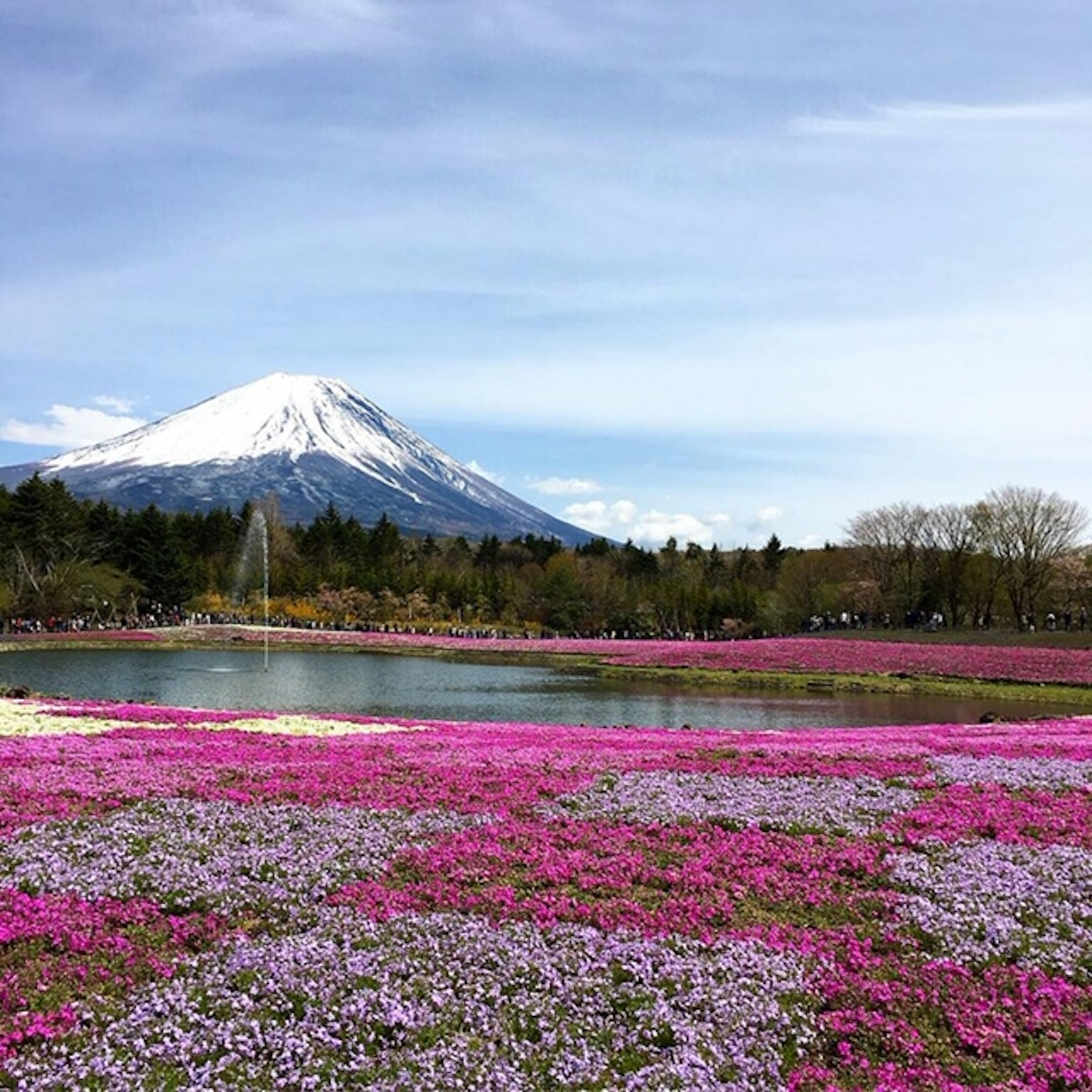 Monte Fuji con flores rosas vibrantes en primer plano