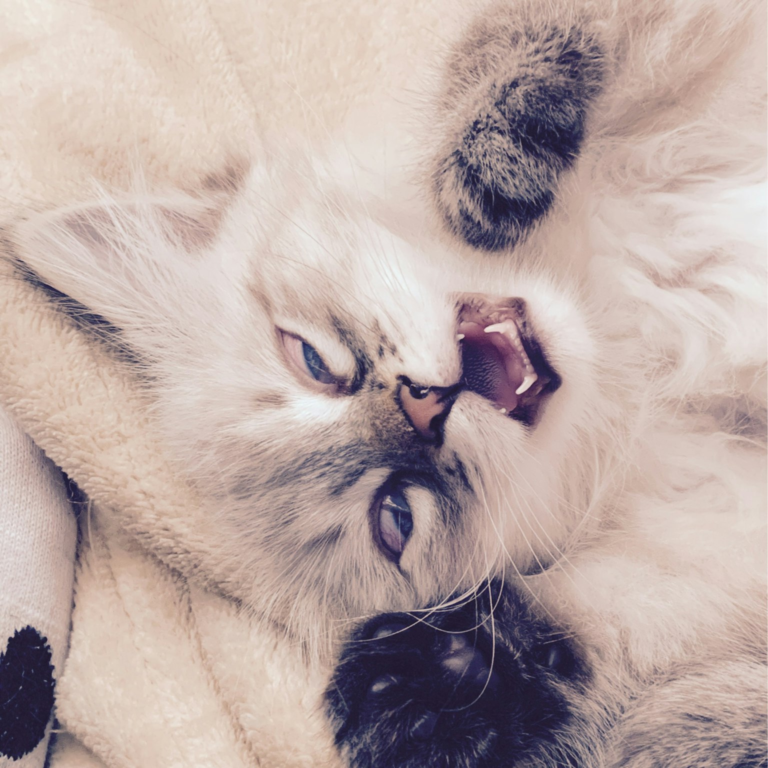 A fluffy white kitten yawning while lying down
