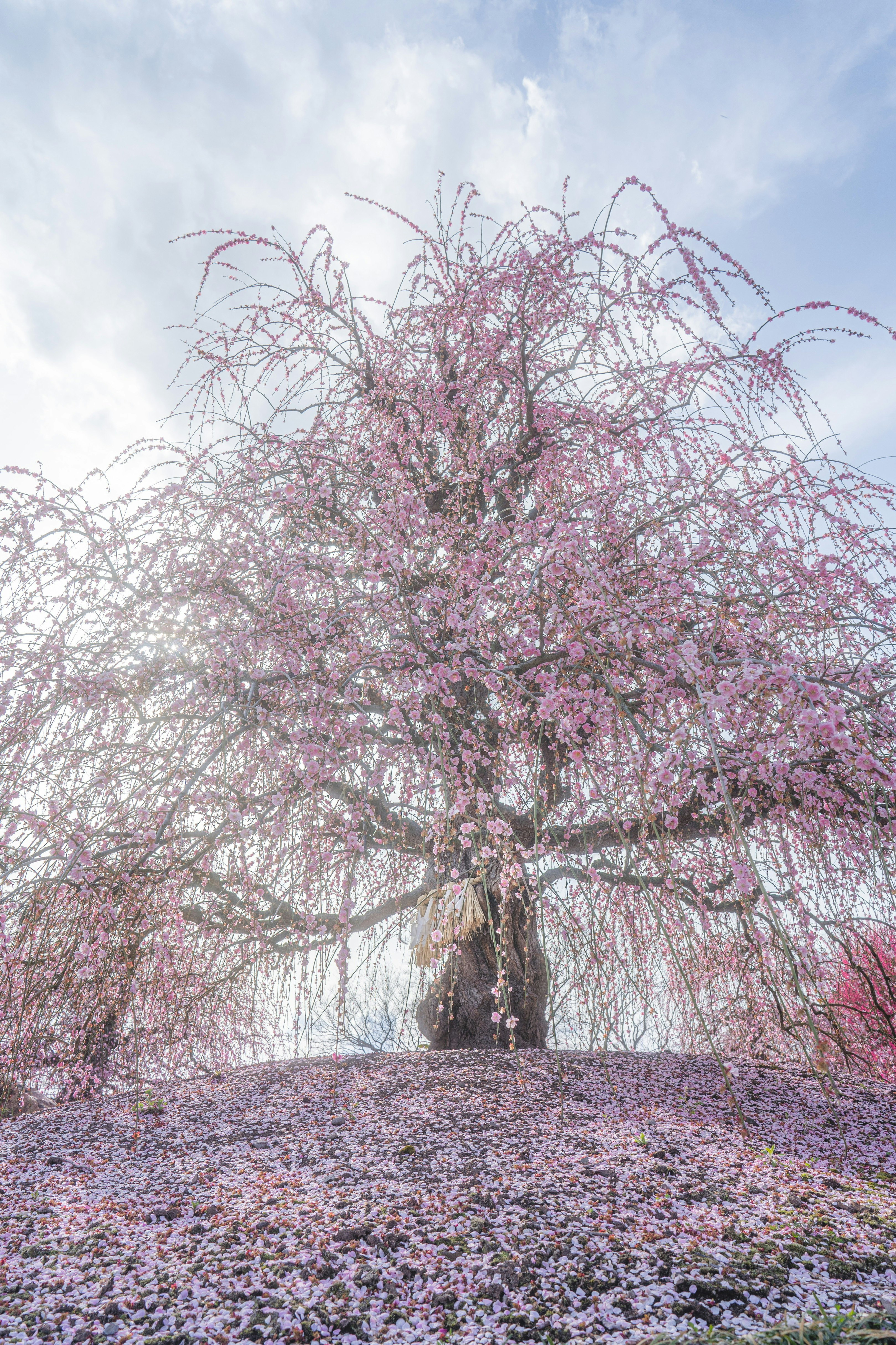 A breathtaking weeping plum tree in full bloom on a flower-covered hill