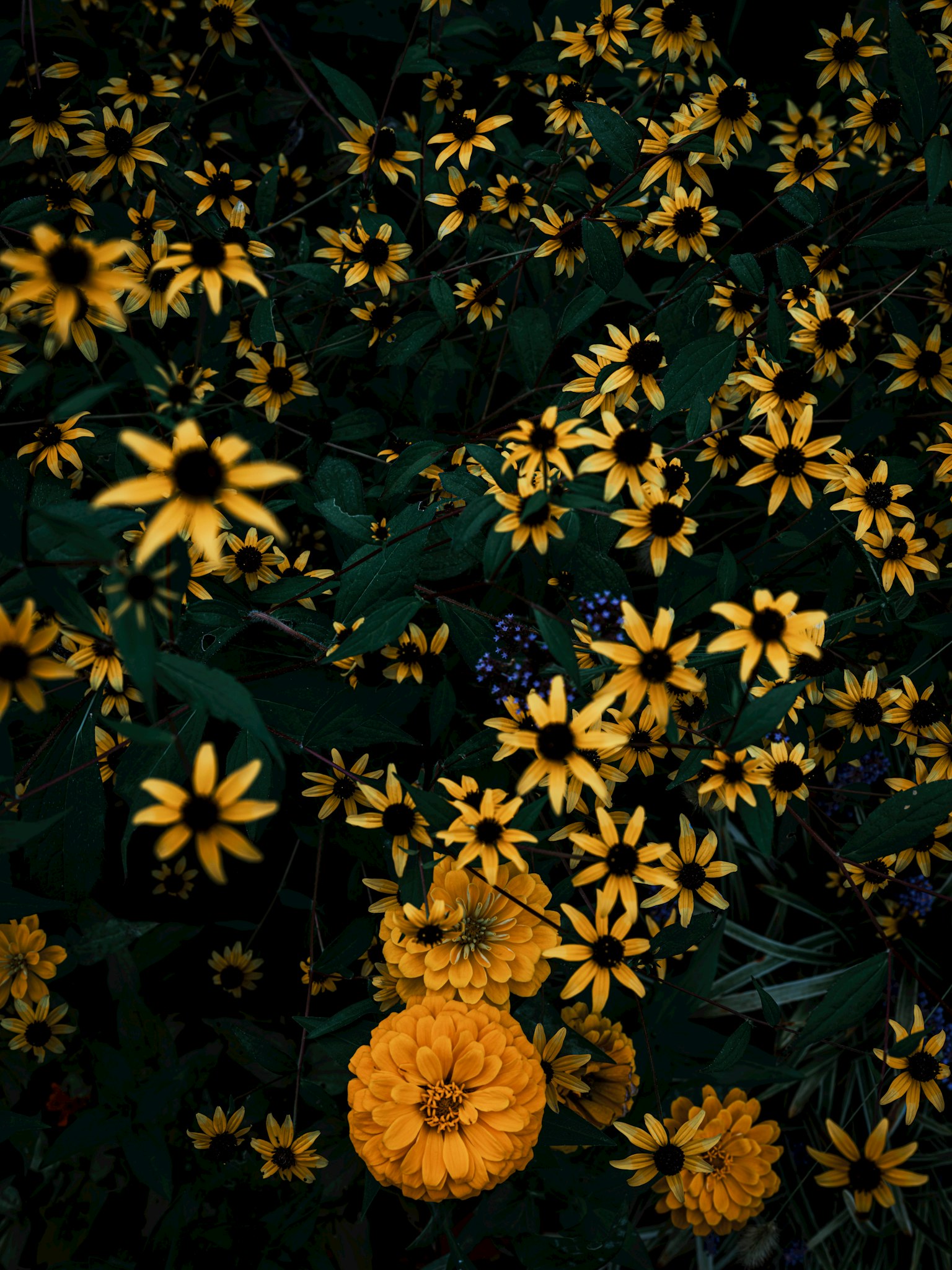 暗い背景に咲く黄色い花々の群れ