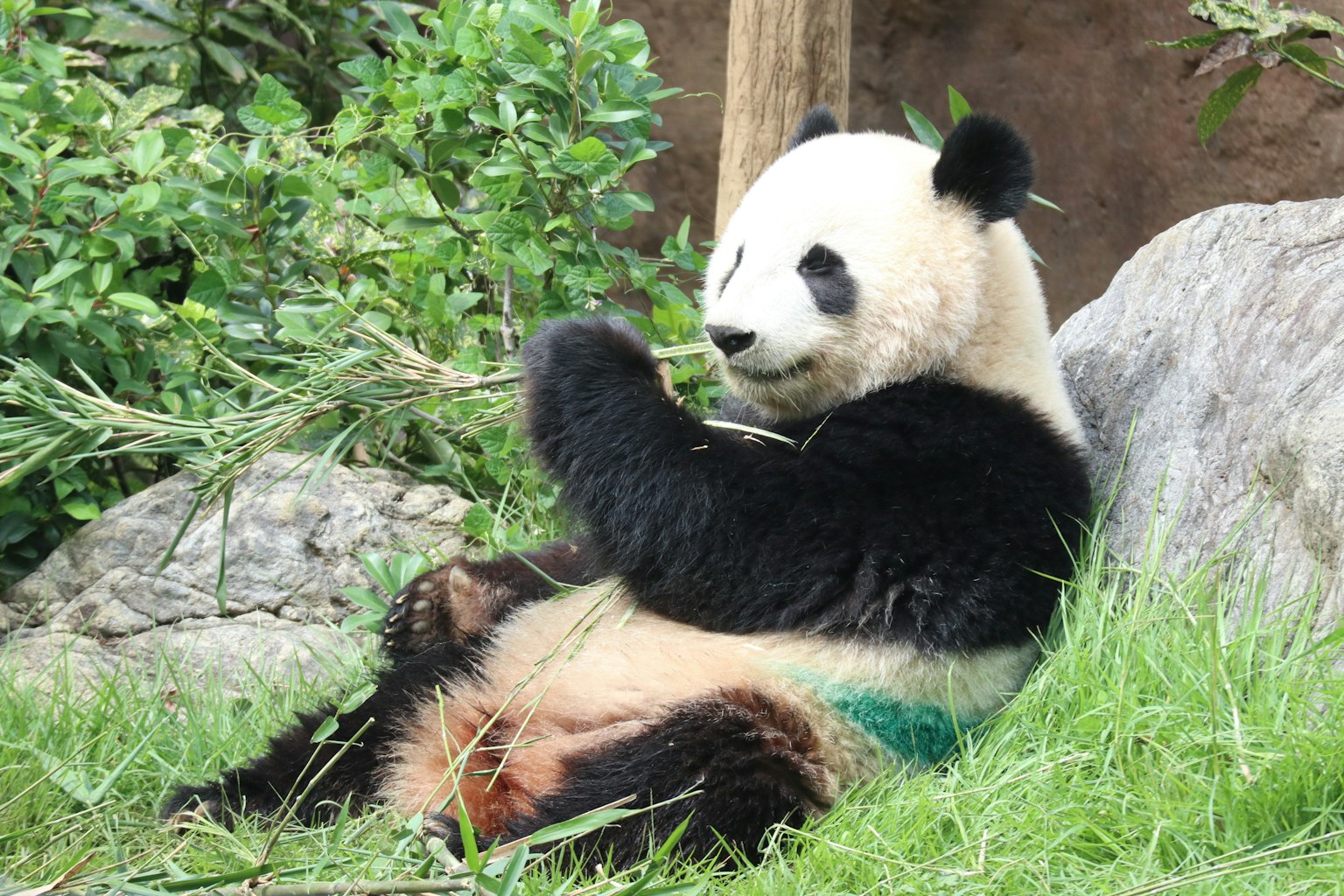 Un panda che si rilassa sull'erba mentre tiene del bambù