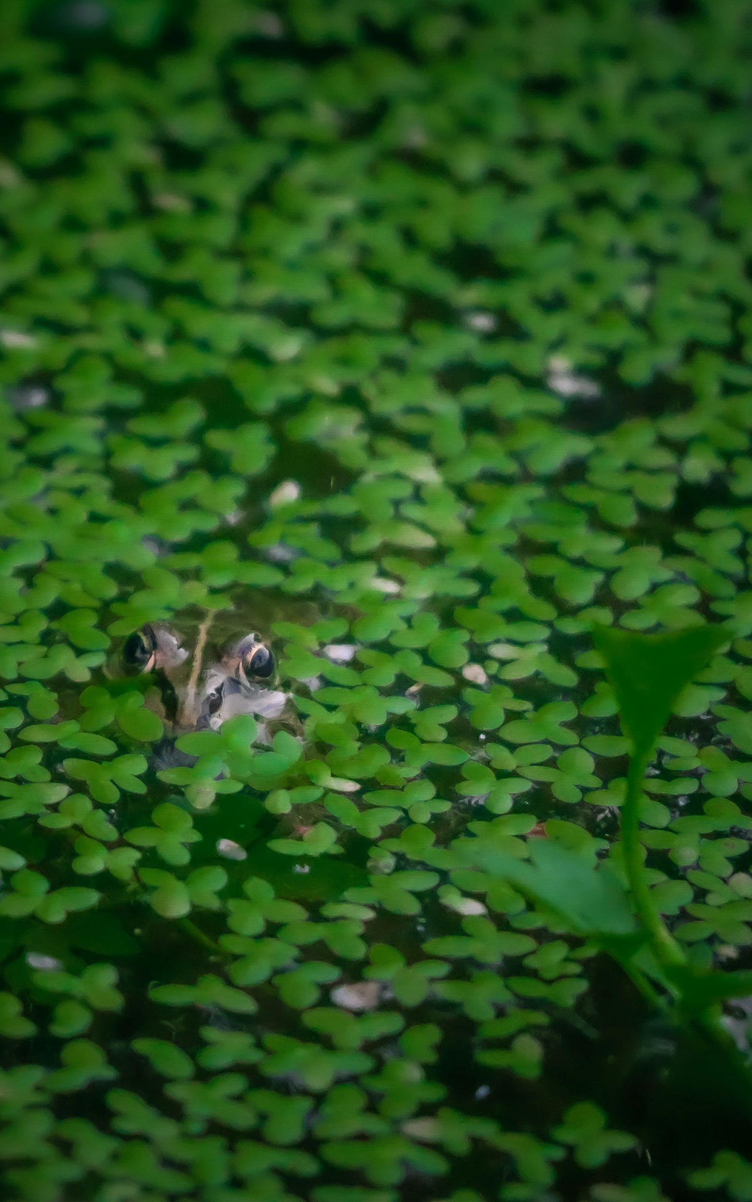 A frog partially hidden among vibrant green aquatic plants