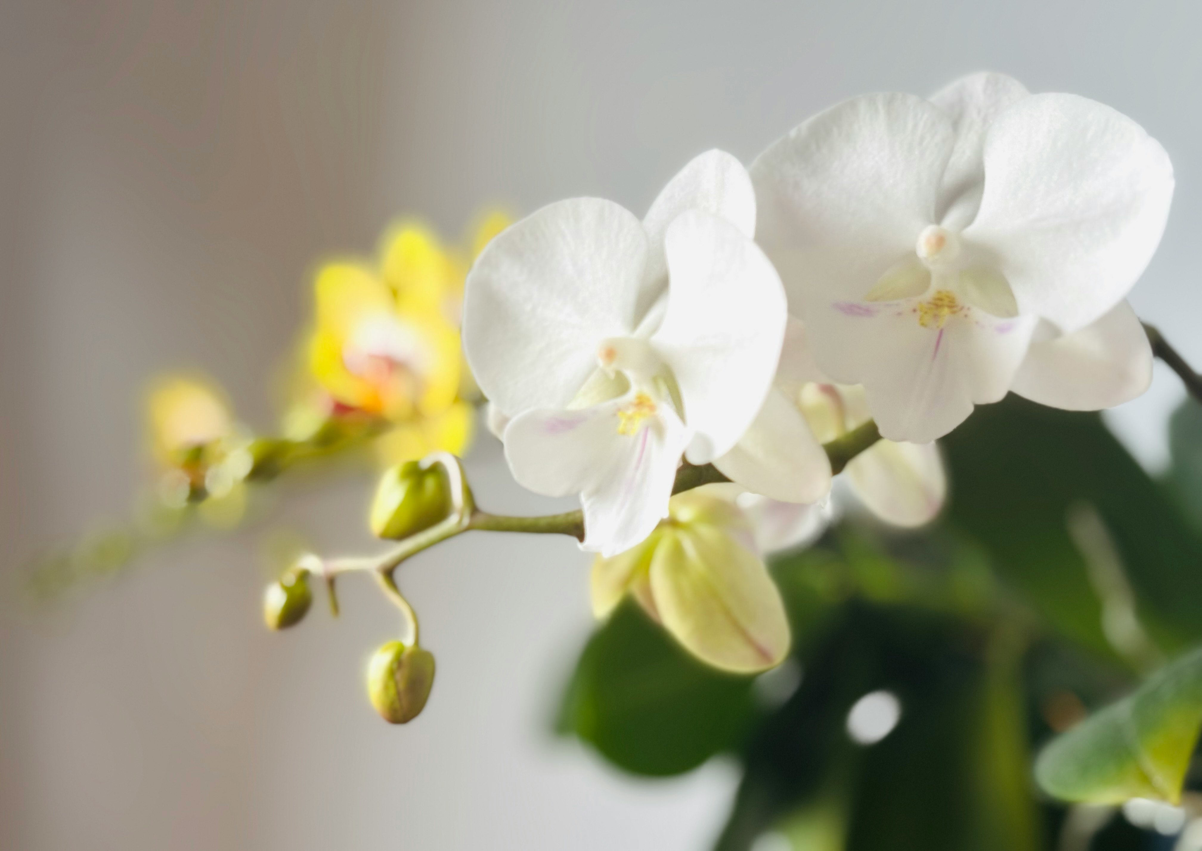 白い胡蝶蘭の花とつぼみのクローズアップ