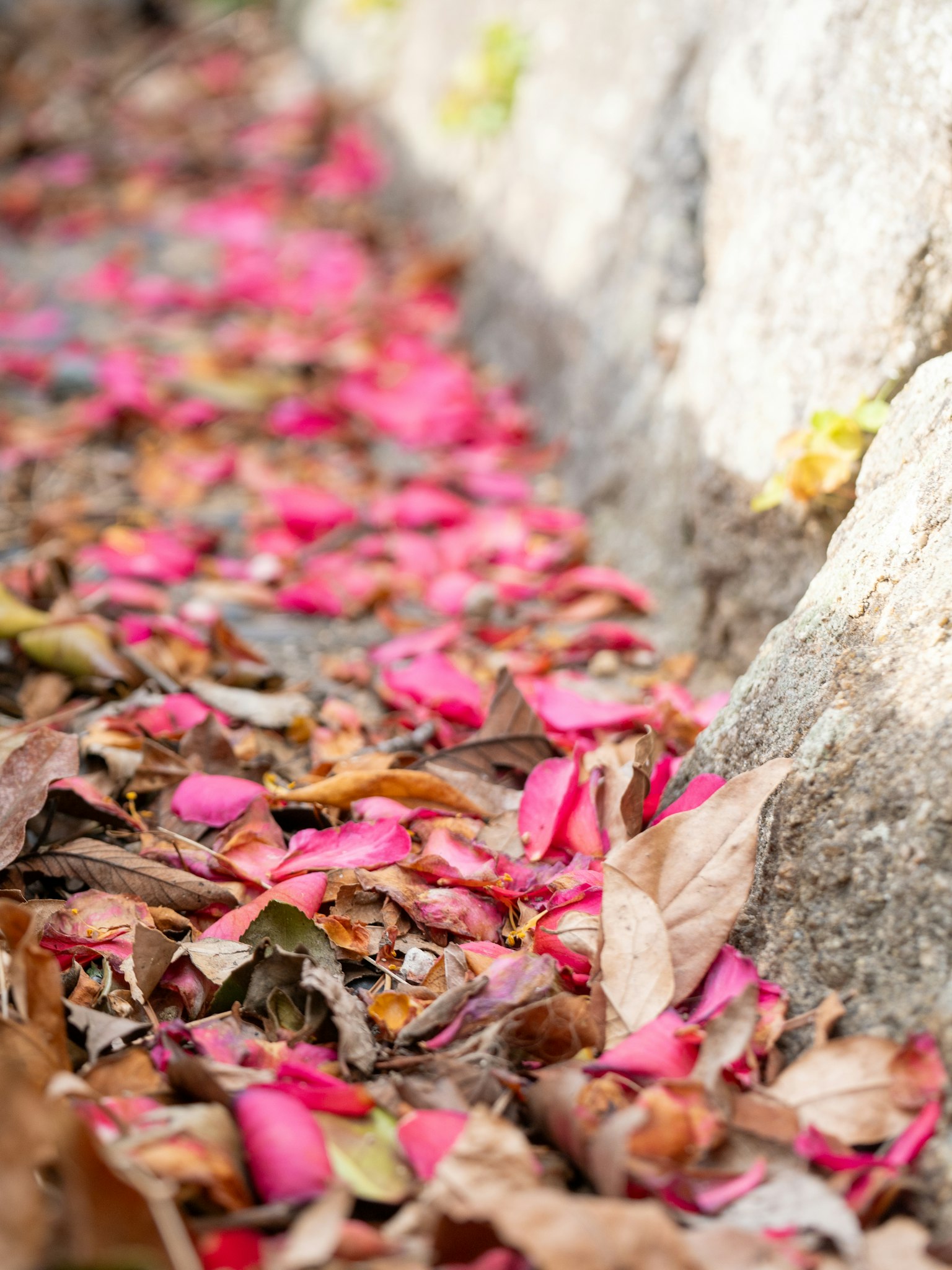 一幅粉紅色花瓣和乾葉散落在地面的場景