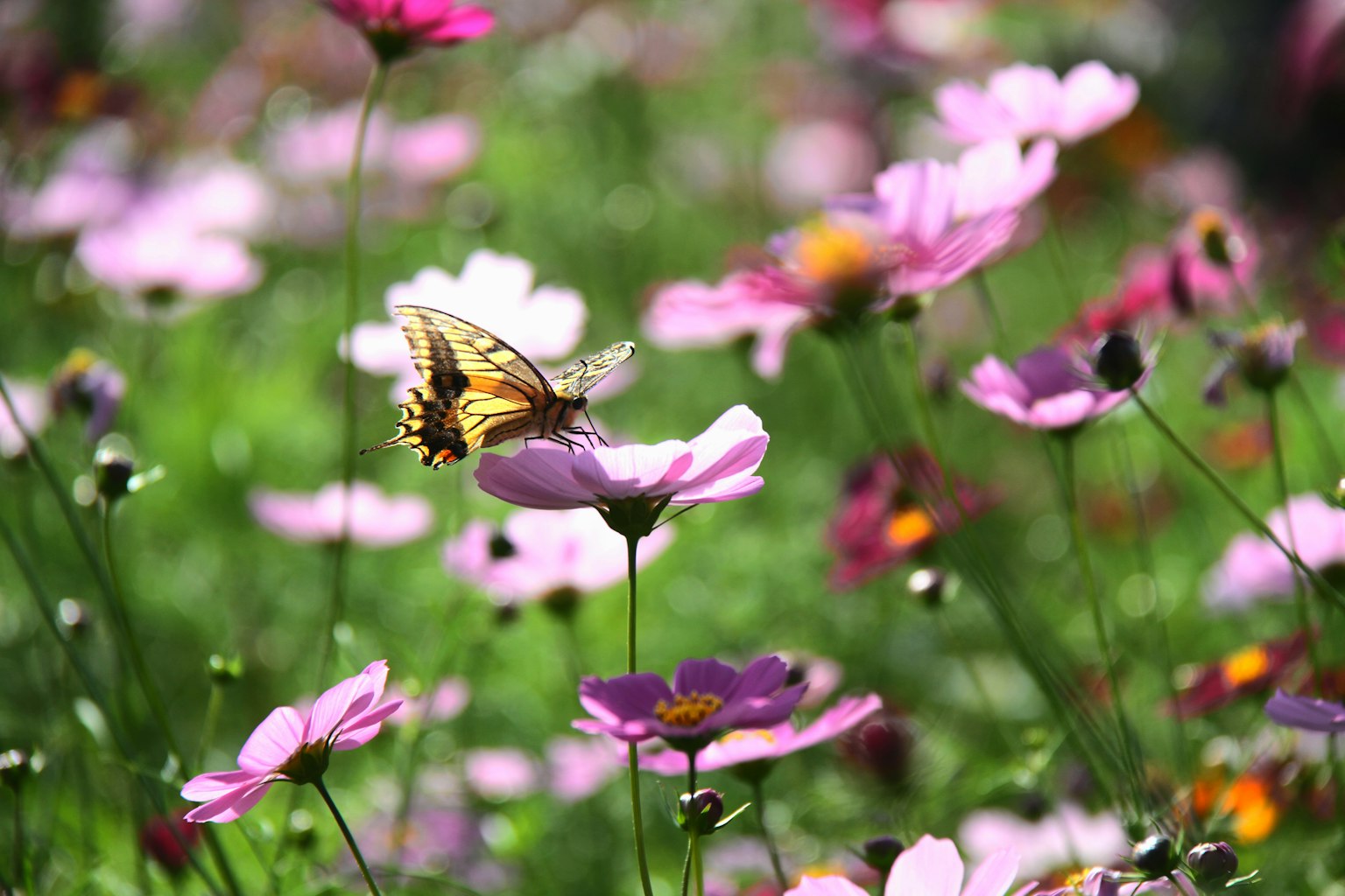 Seekor kupu-kupu melayang anggun di antara bunga-bunga cerah